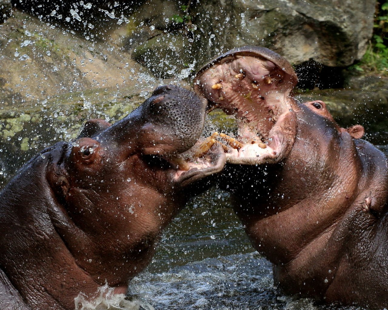 Обои вода, брызги, бегемоты, water, squirt, hippos разрешение 1920x1200 Загрузить