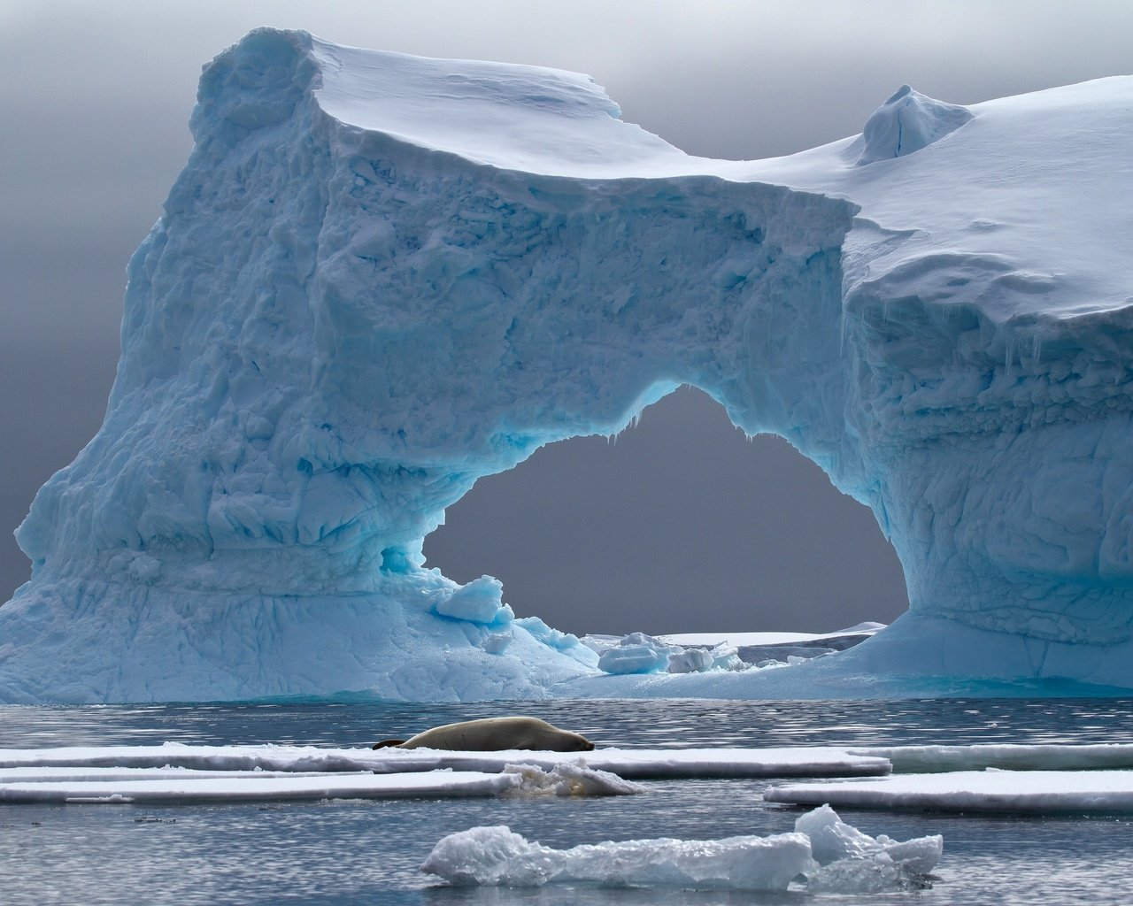 Обои море, лёд, айсберг, животное, арка, антарктида, тюлень, crabeater seal, petermann island, sea, ice, iceberg, animal, arch, antarctica, seal разрешение 2048x1358 Загрузить