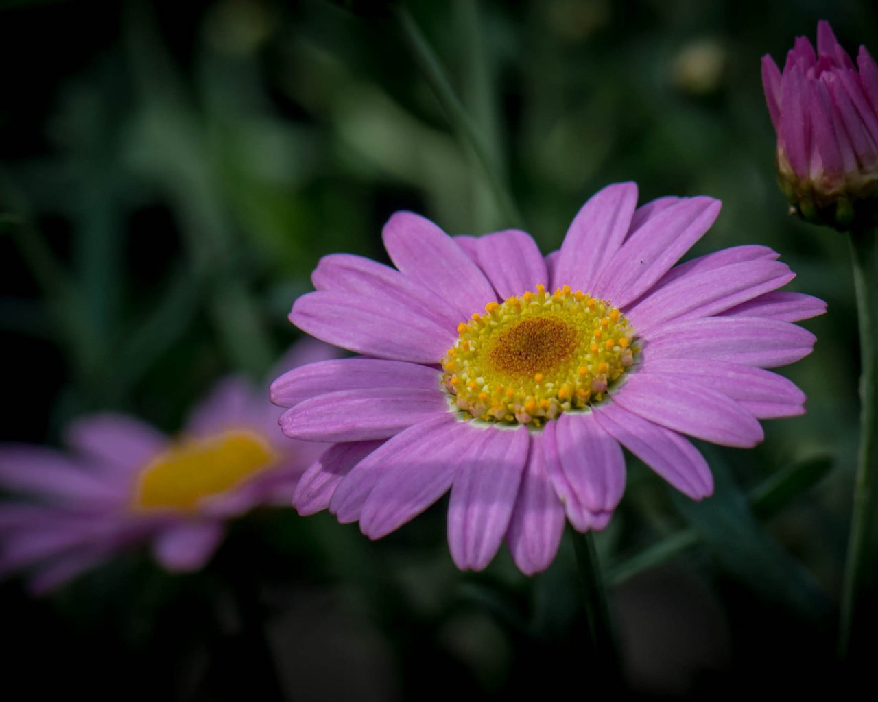 Обои трава, природа, макро, лепестки, стебель, grass, nature, macro, petals, stem разрешение 2048x1393 Загрузить