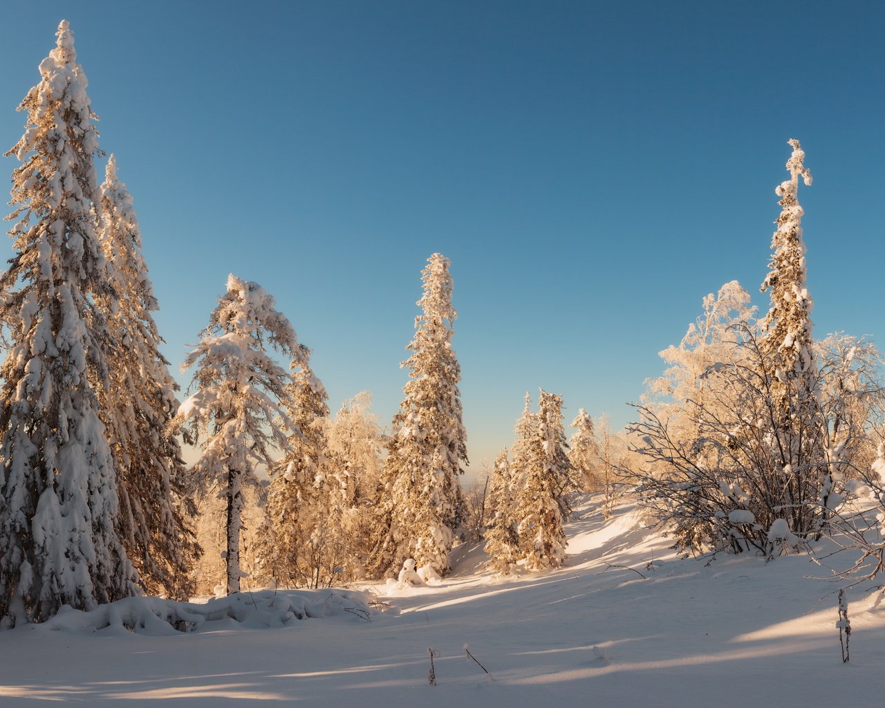 Обои деревья, снег, лес, зима, trees, snow, forest, winter разрешение 1920x1080 Загрузить