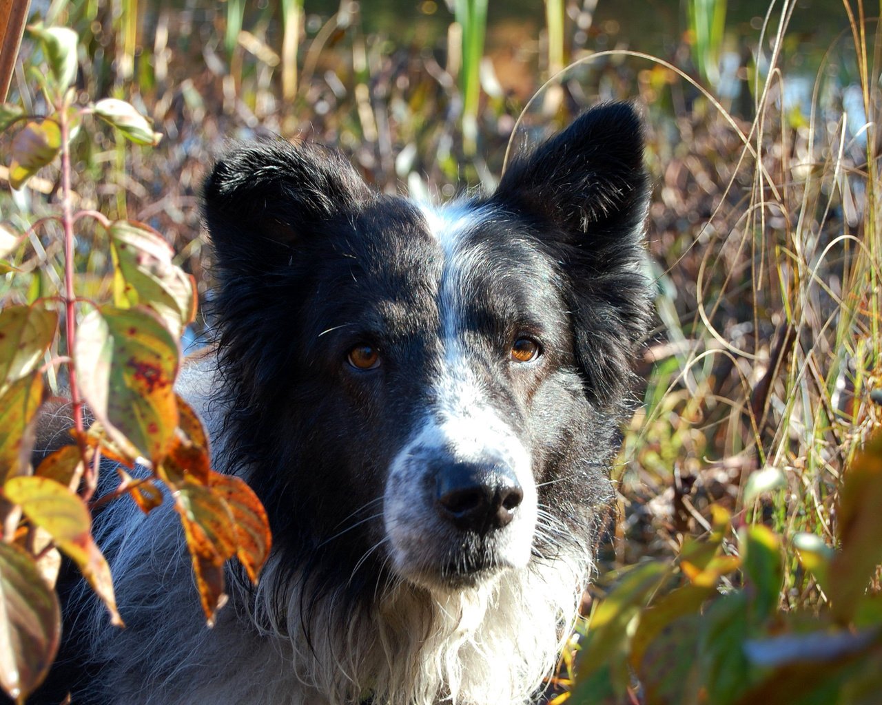 Обои листья, мордочка, взгляд, собака, бордер-колли, leaves, muzzle, look, dog, the border collie разрешение 3008x2000 Загрузить