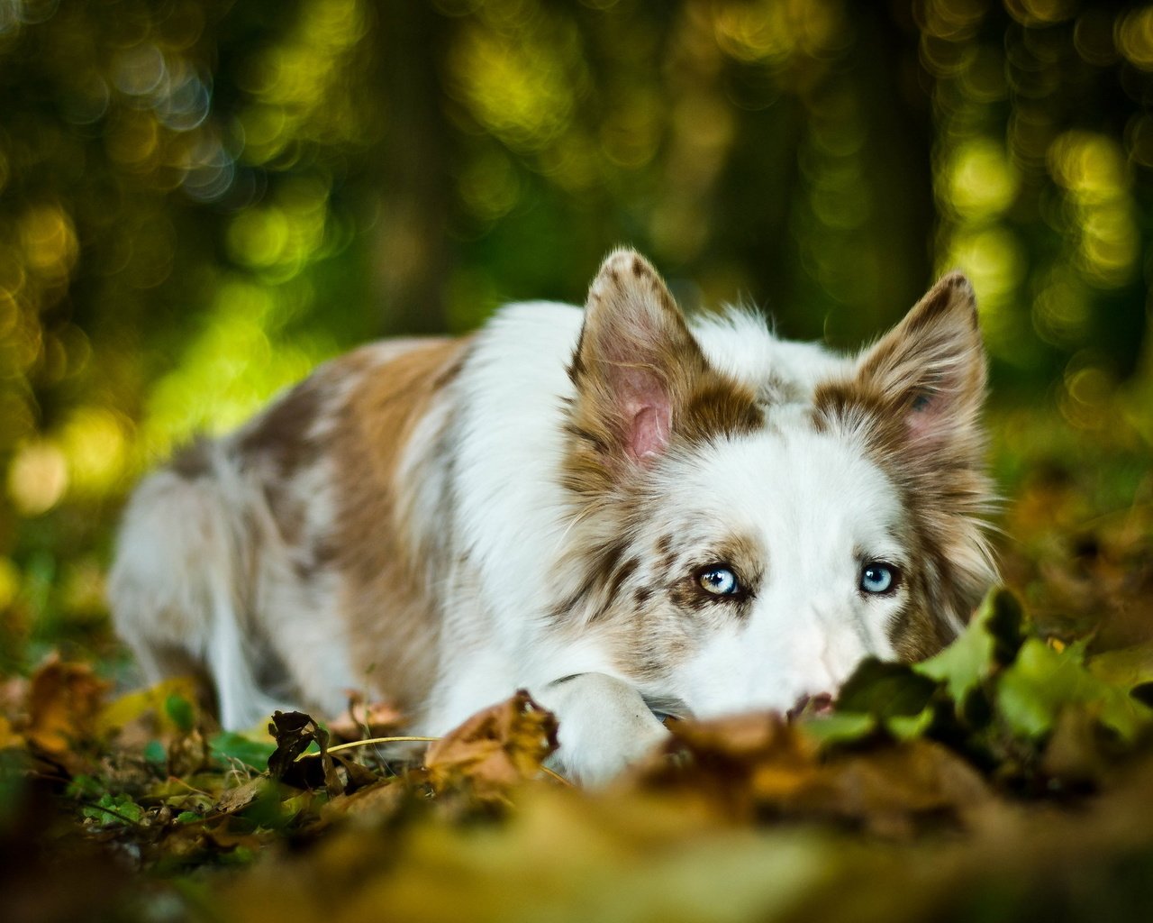 Обои листья, мордочка, взгляд, собака, бордер-колли, leaves, muzzle, look, dog, the border collie разрешение 2560x1600 Загрузить