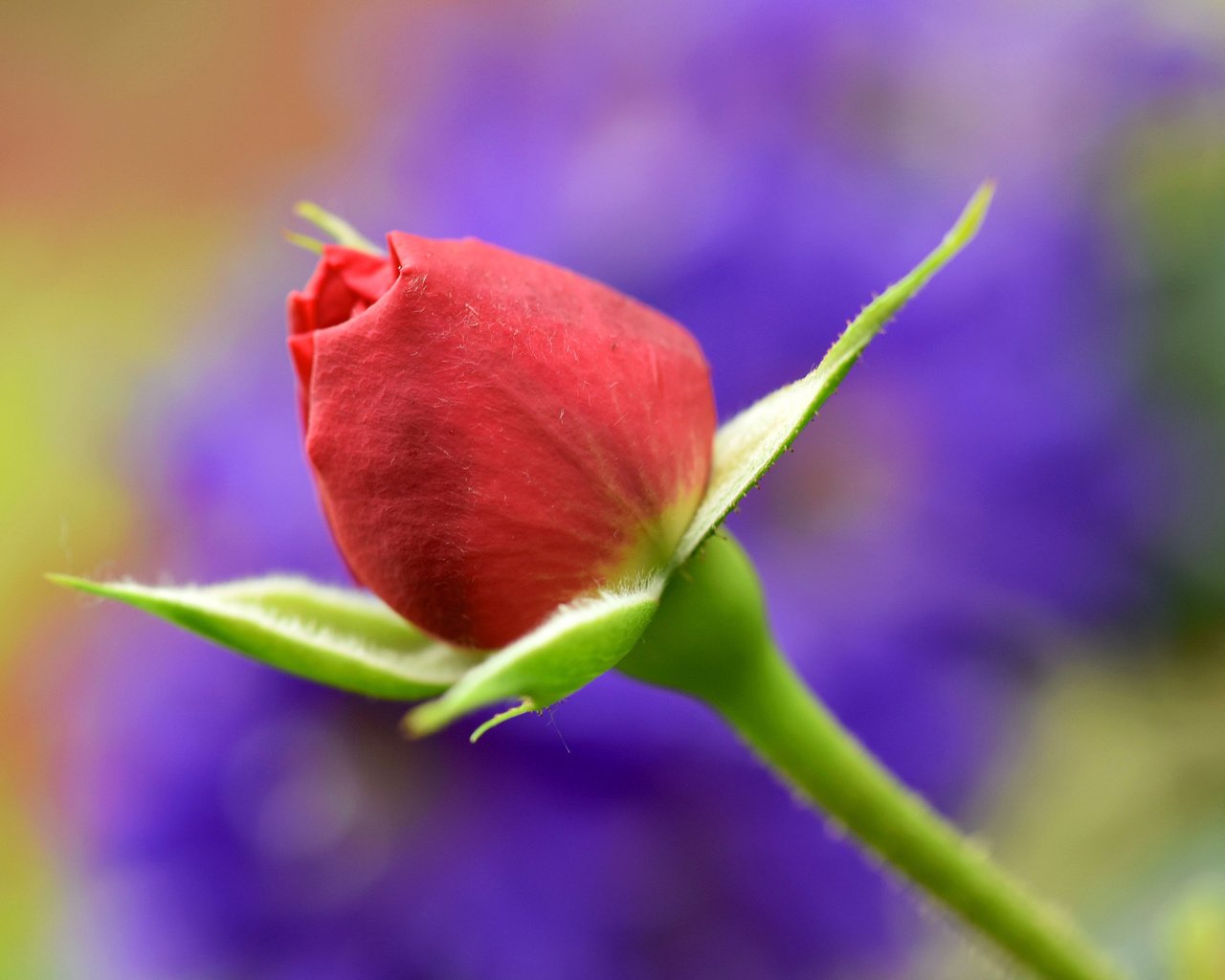 Обои цветок, роза, лепестки, размытость, бутон, стебель, flower, rose, petals, blur, bud, stem разрешение 2048x1365 Загрузить