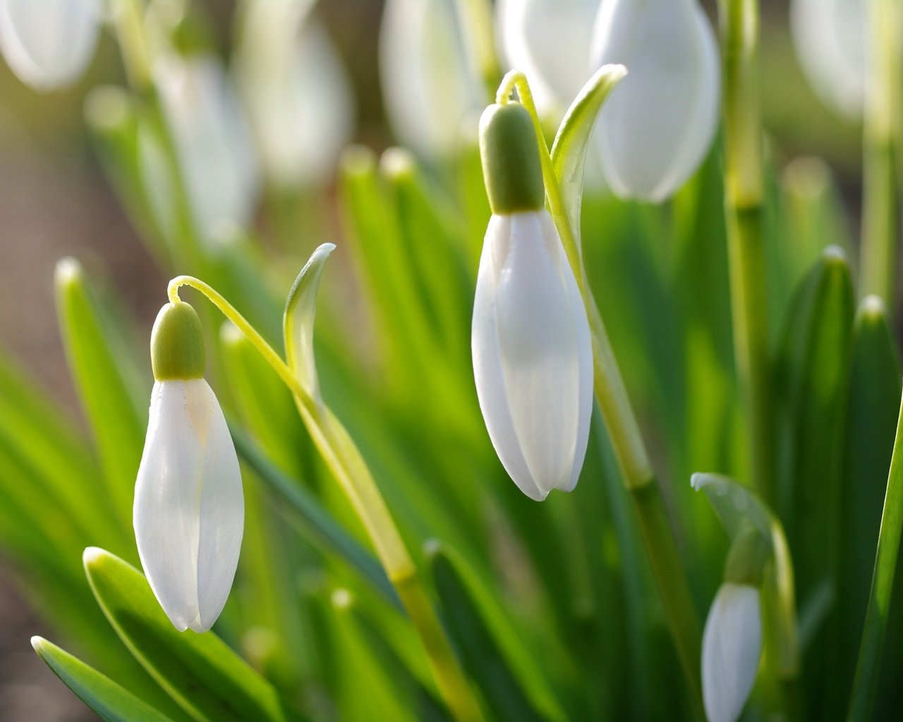 Обои цветы, природа, макро, весна, подснежники, flowers, nature, macro, spring, snowdrops разрешение 3008x2000 Загрузить