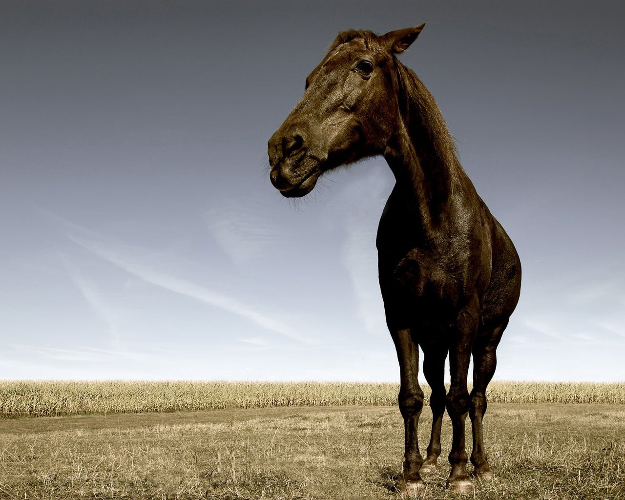 Обои морда, лошадь, трава, поле, конь, орда, жеребец, face, horse, grass, field, horde, stallion разрешение 1920x1200 Загрузить