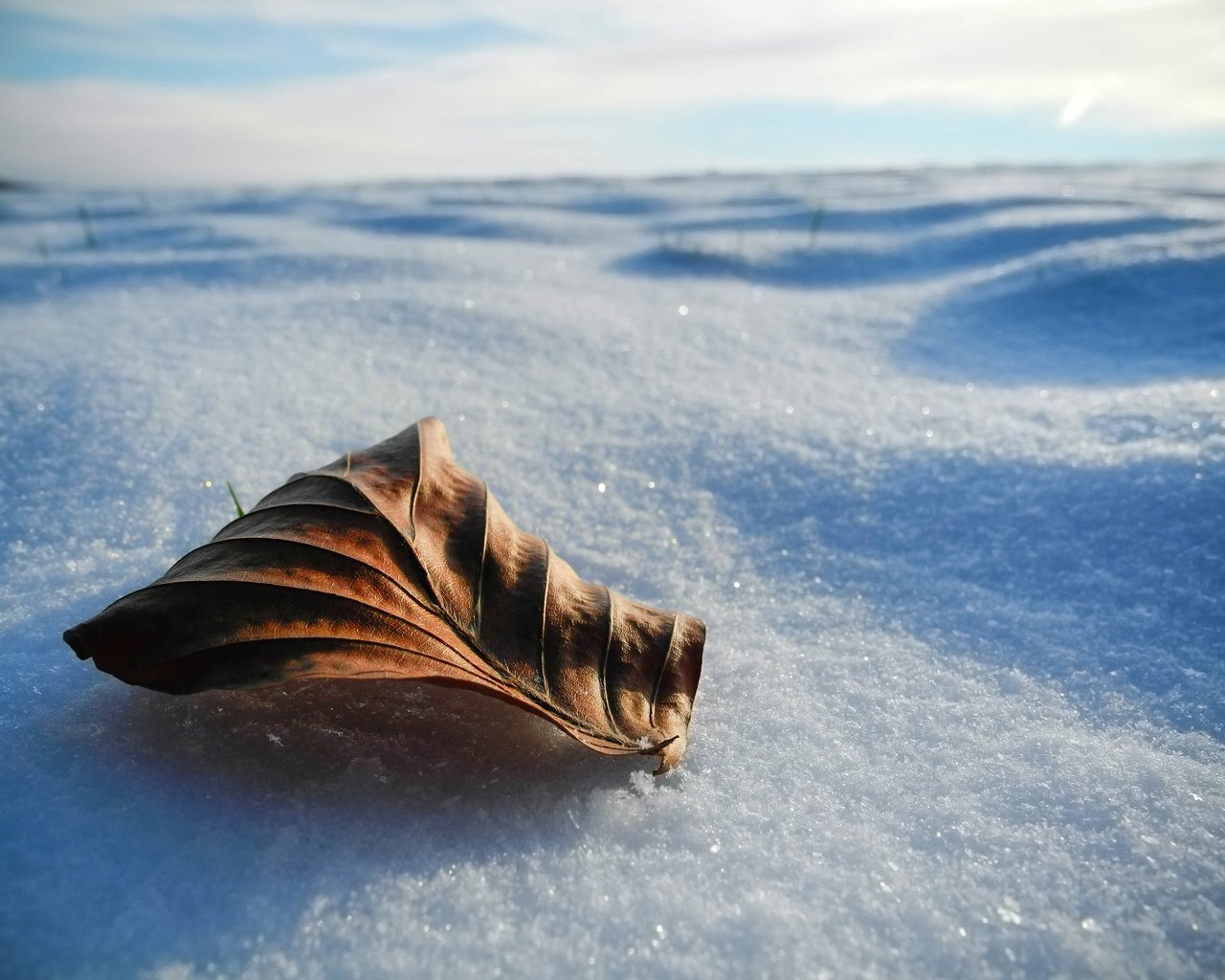 Обои снег, природа, зима, макро, лист, snow, nature, winter, macro, sheet разрешение 3648x2736 Загрузить