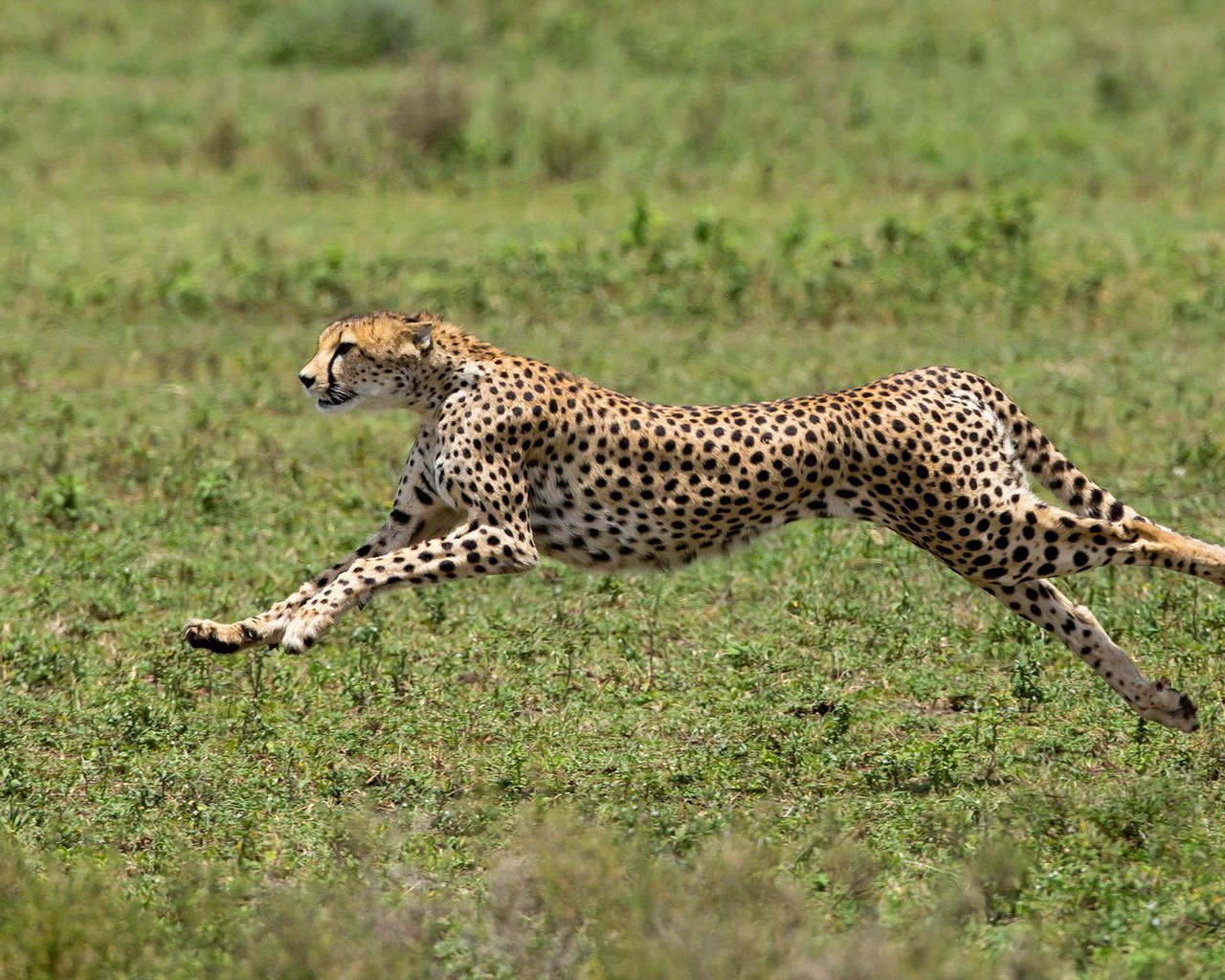 Обои африка, хищник, большая кошка, гепард, africa, predator, big cat, cheetah разрешение 1920x1080 Загрузить
