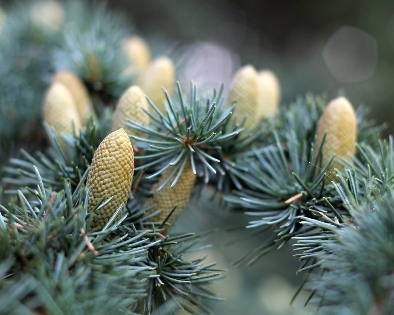 Обои природа, хвоя, макро, ветки, ель, шишки, еловая ветка, nature, needles, macro, branches, spruce, bumps, spruce branch разрешение 4272x2848 Загрузить