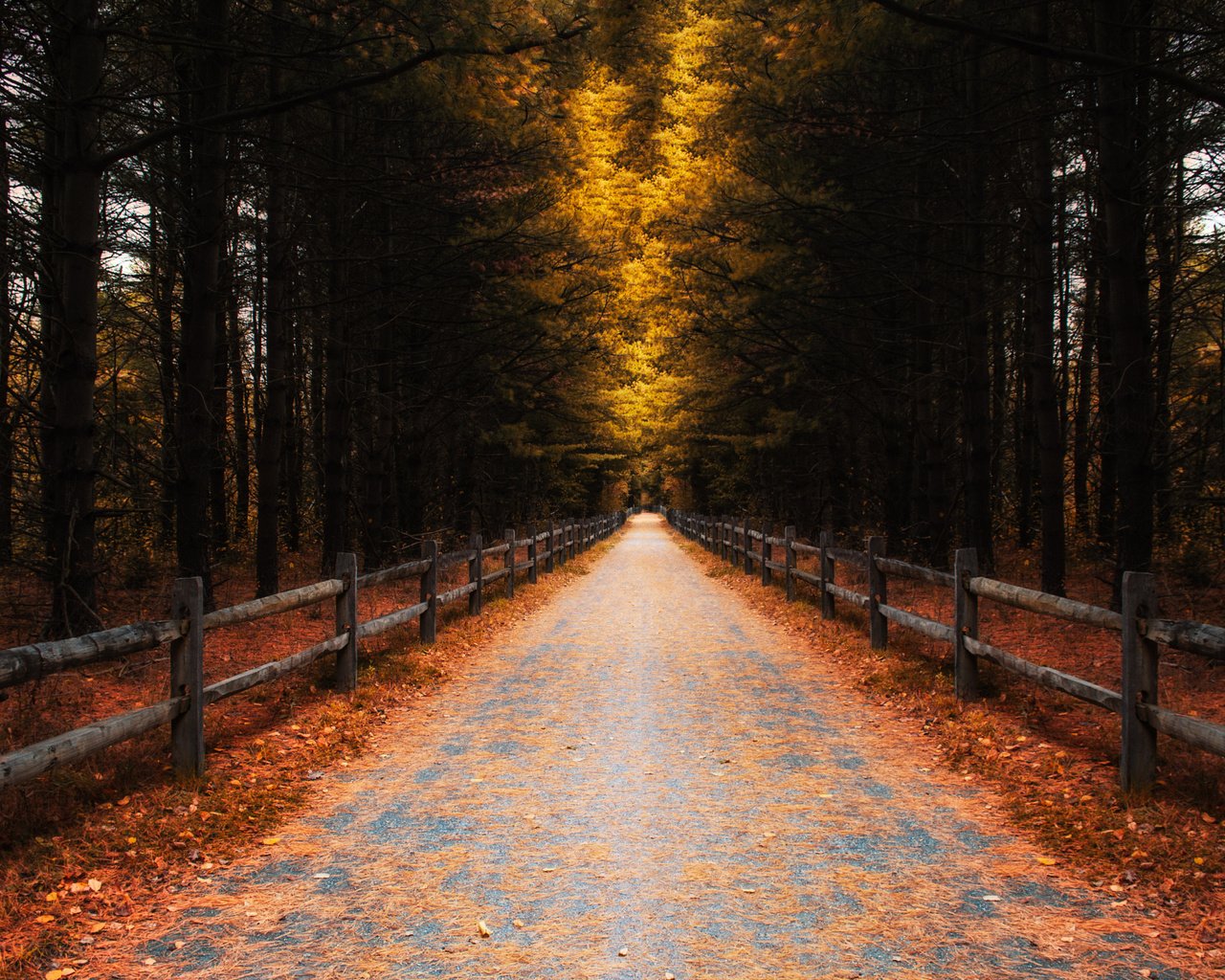 Обои дорога, деревья, листья, осень, забор, road, trees, leaves, autumn, the fence разрешение 2048x1365 Загрузить
