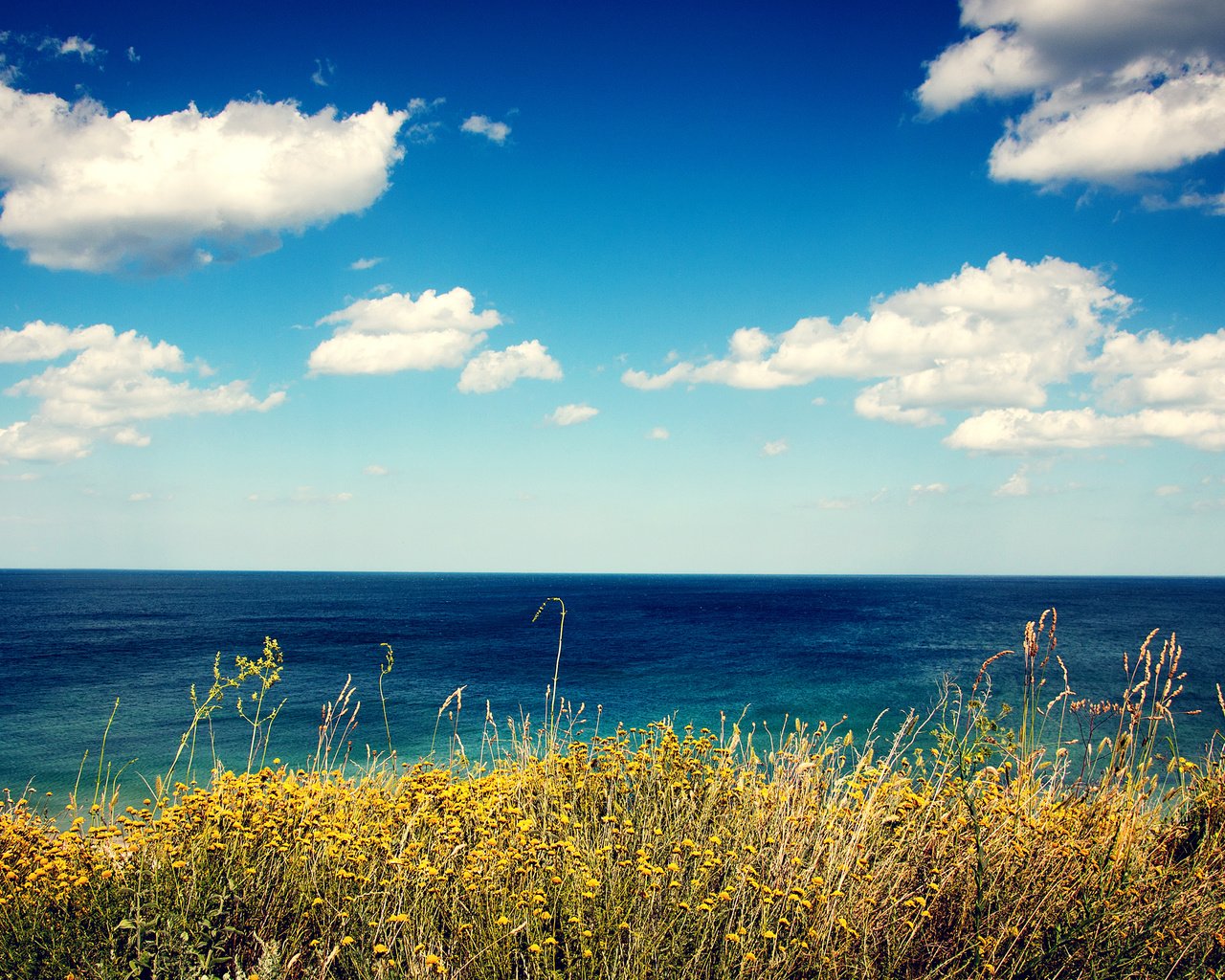 Обои цветы, трава, облака, берег, море, вид, flowers, grass, clouds, shore, sea, view разрешение 2880x1800 Загрузить