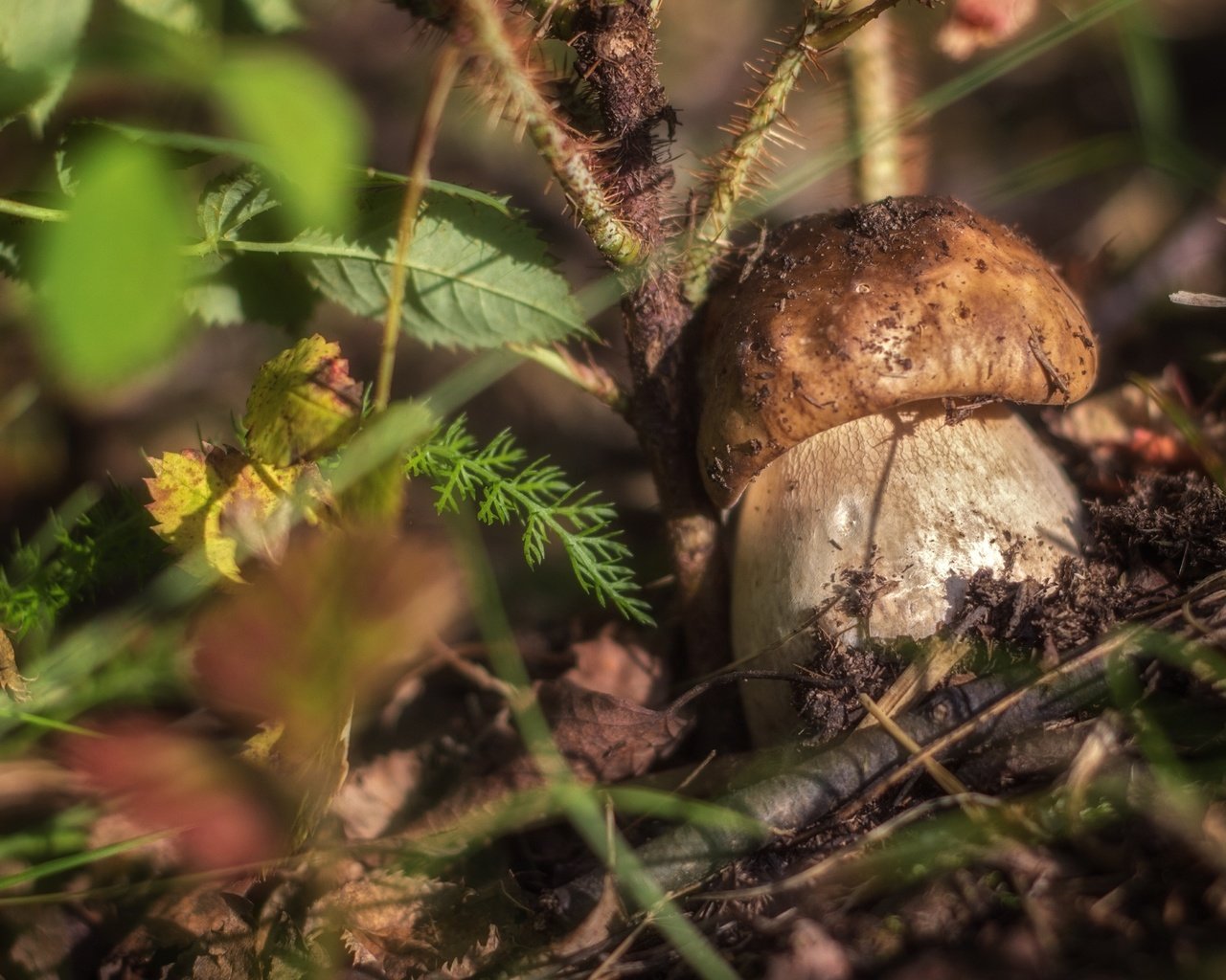 Обои трава, природа, макро, гриб, боровик, grass, nature, macro, mushroom, borovik разрешение 2400x1532 Загрузить