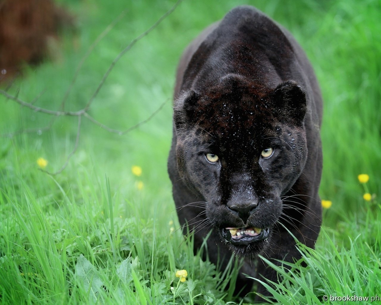 Обои морда, хищник, ягуар, пантера, дикая кошка, face, predator, jaguar, panther, wild cat разрешение 2048x1365 Загрузить
