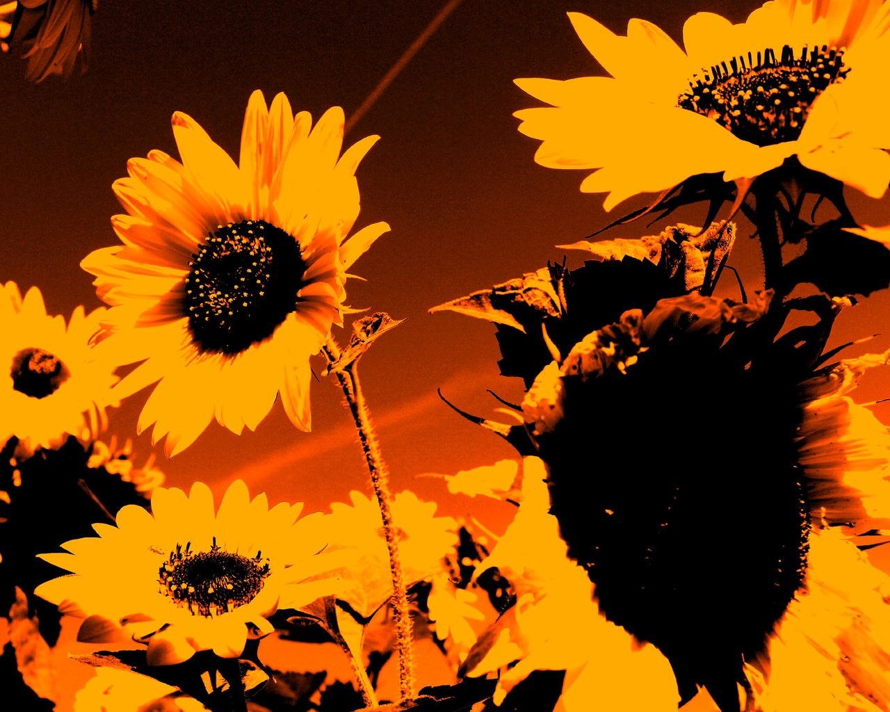 Обои лепестки, осень, подсолнух, силуэт, petals, autumn, sunflower, silhouette разрешение 1920x1385 Загрузить