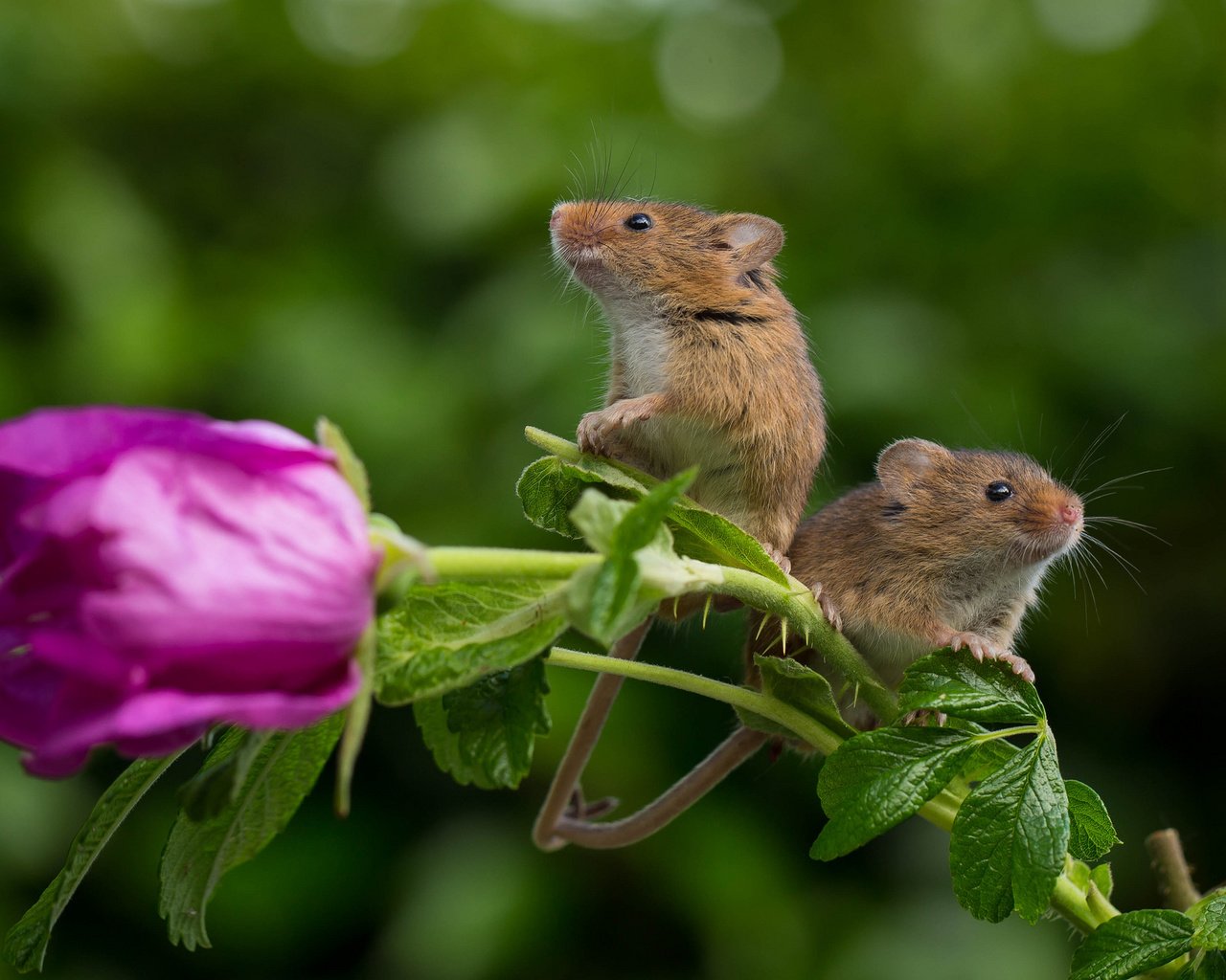 Обои цветок, полевая мышь, роза, парочка, пара, мыши, полевка, мышки, harvest mouse, мышь-малютка, flower, rose, a couple, pair, mouse, vole, the mouse is tiny разрешение 2048x1329 Загрузить
