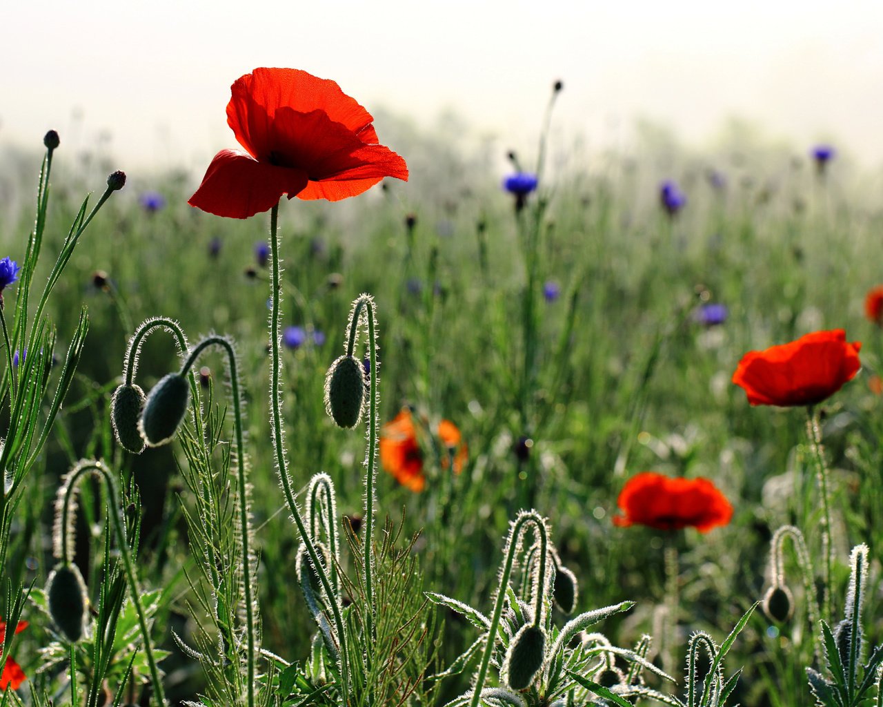 Обои цветы, бутоны, утро, лепестки, маки, весна, стебли, васильки, flowers, buds, morning, petals, maki, spring, stems, cornflowers разрешение 2048x1386 Загрузить