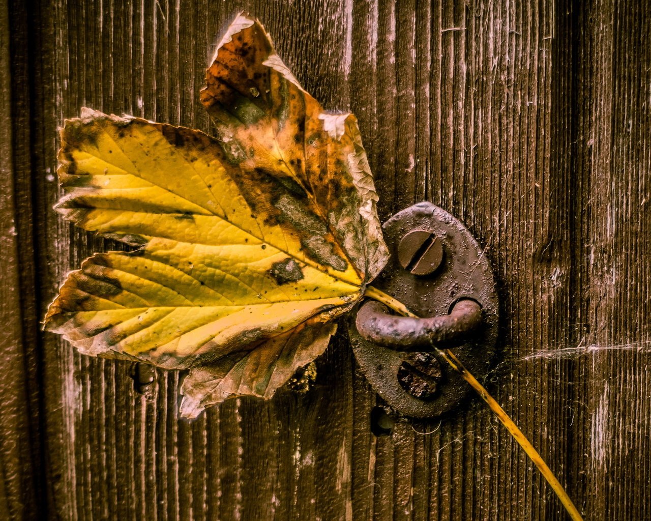 Обои макро, дверь, лист, macro, the door, sheet разрешение 2046x1303 Загрузить