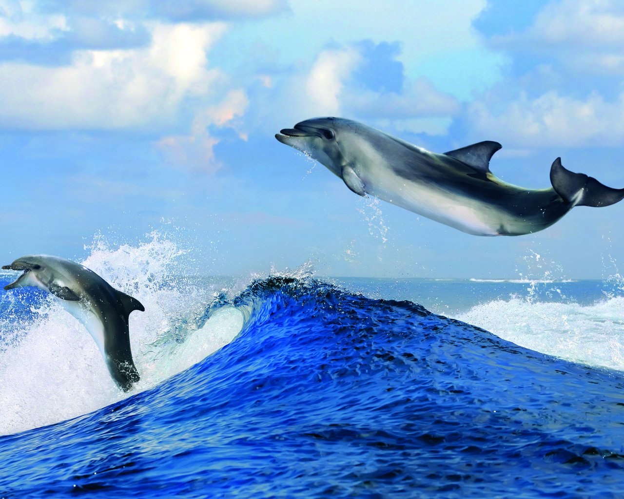 Обои облака, волны, море, горизонт, дельфины, clouds, wave, sea, horizon, dolphins разрешение 2800x1750 Загрузить