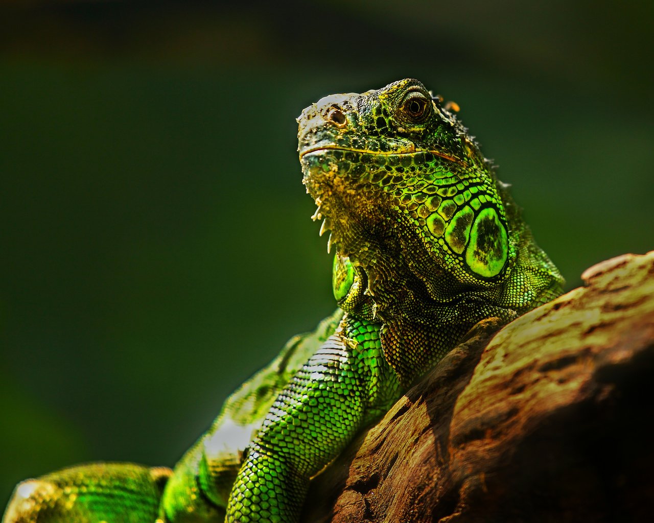 Обои глаза, природа, ящерица, камень, рептилия, игуана, eyes, nature, lizard, stone, reptile, iguana разрешение 2048x1365 Загрузить