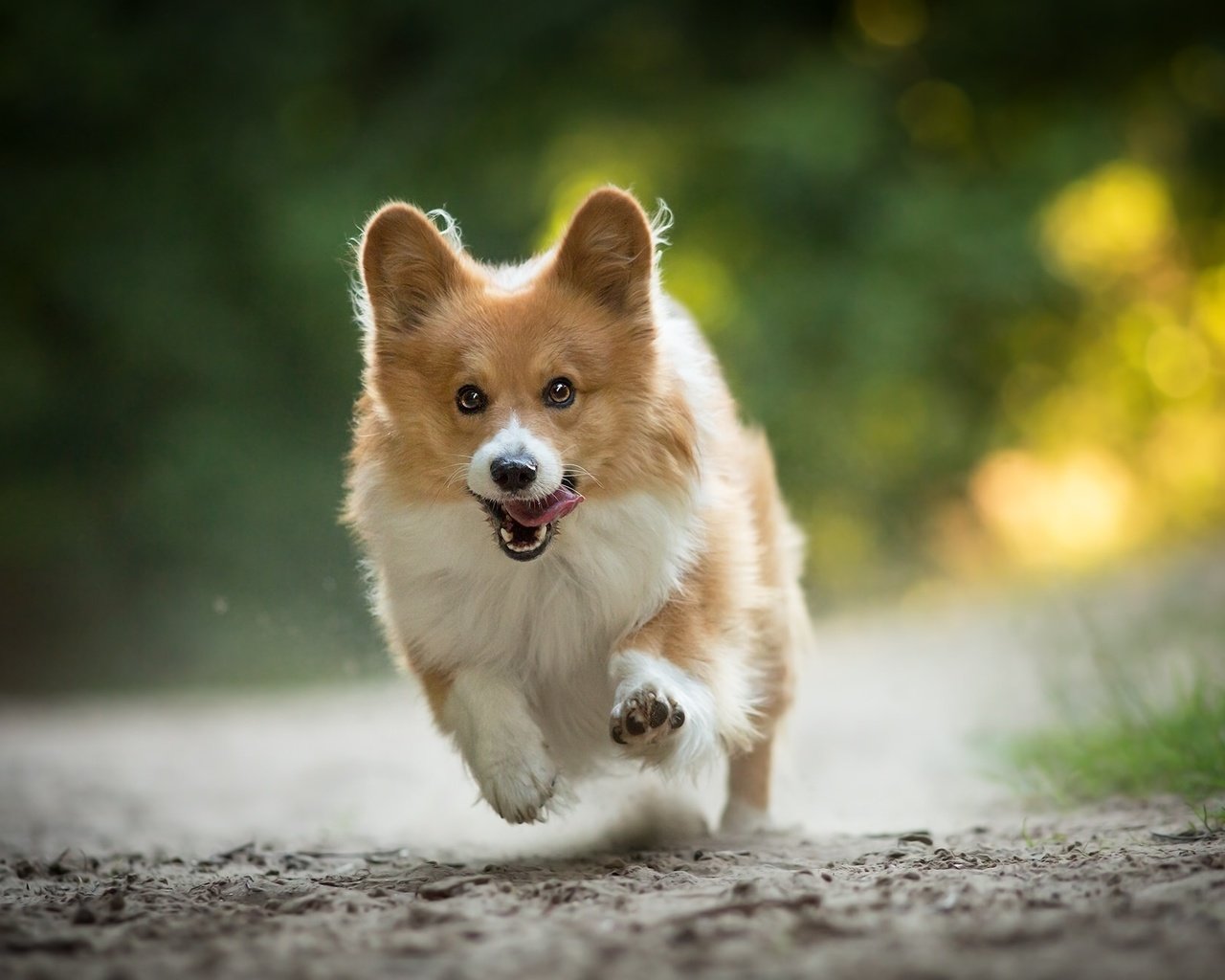 Обои настроение, собака, радость, прогулка, бег, вельш-корги, mood, dog, joy, walk, running, welsh corgi разрешение 2048x1312 Загрузить