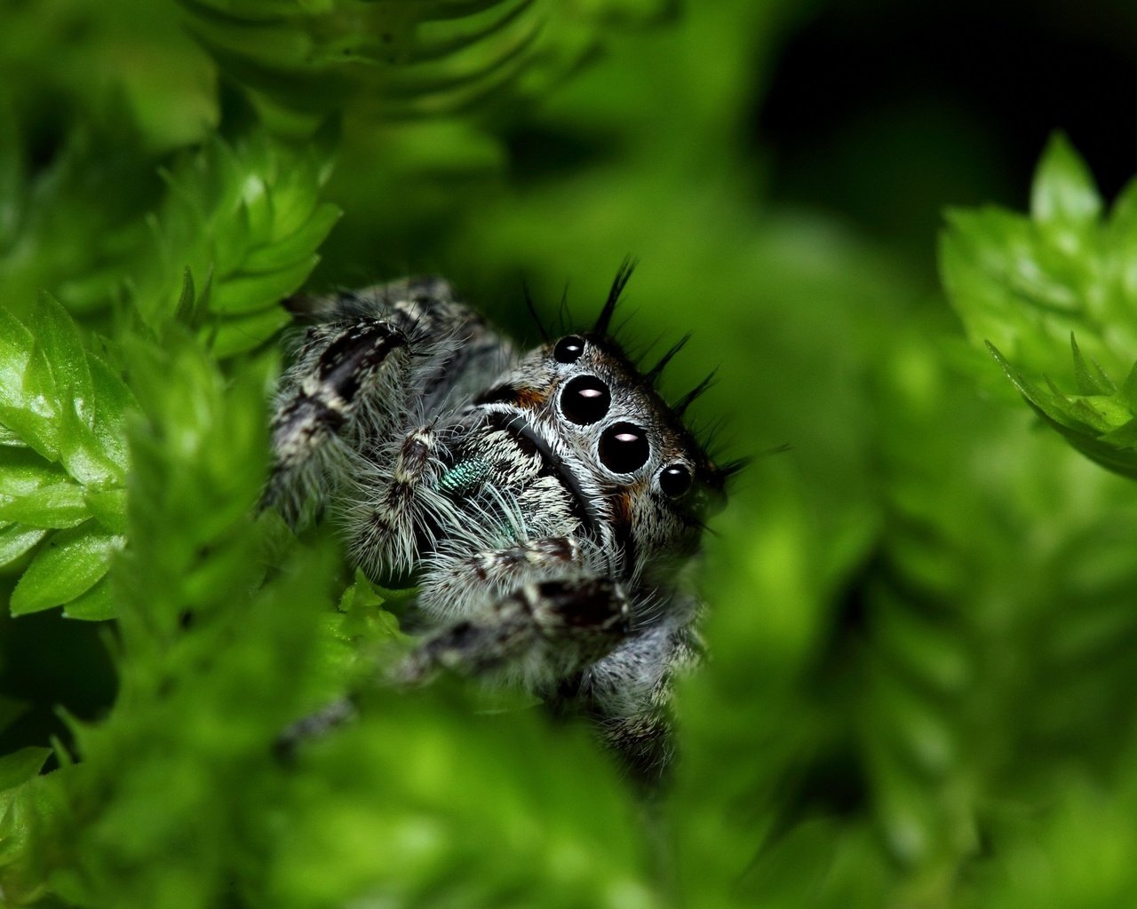 Обои глаза, листья, паук, лапки, растительность, jumping spider, eyes, leaves, spider, legs, vegetation разрешение 2880x1896 Загрузить