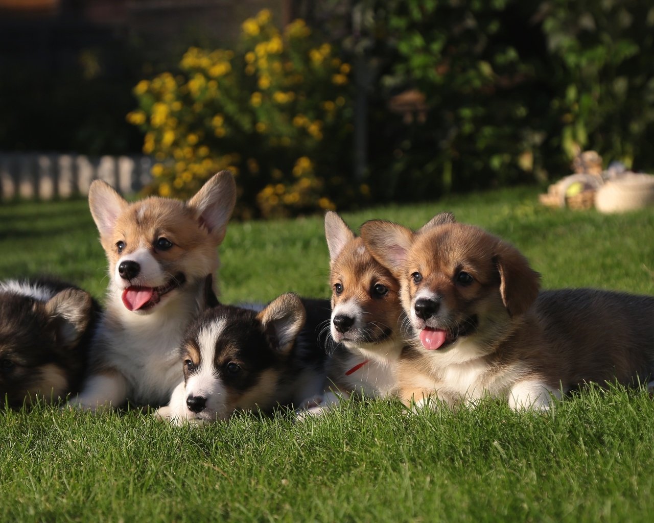 Обои трава, щенки, собаки, вельш-корги, grass, puppies, dogs, welsh corgi разрешение 2400x1435 Загрузить