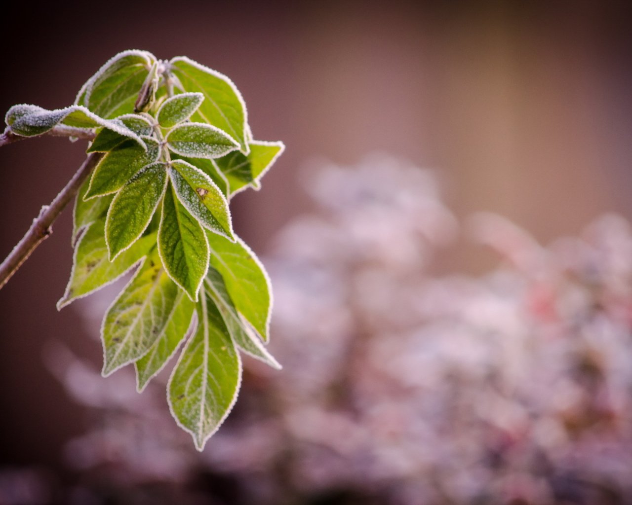 Обои ветка, природа, листья, иней, branch, nature, leaves, frost разрешение 2560x1600 Загрузить