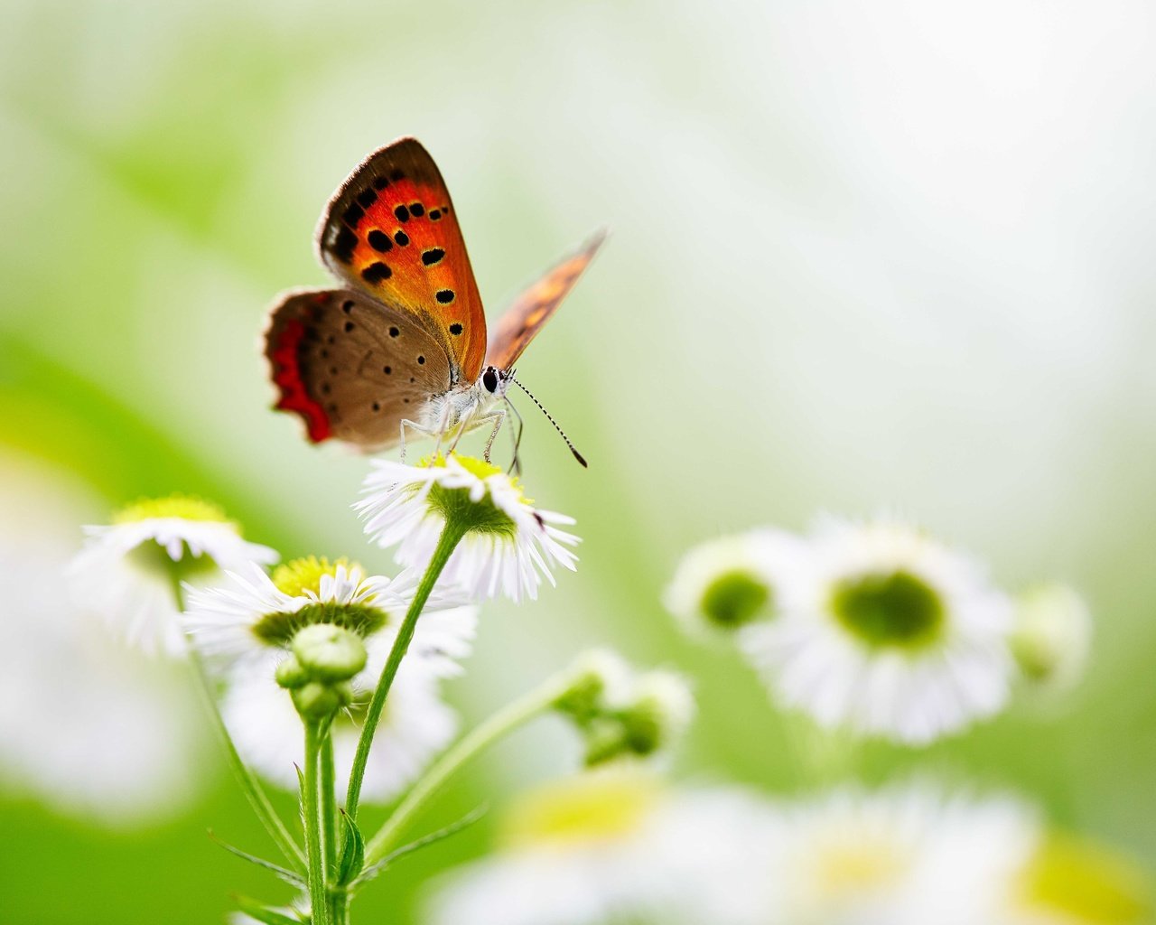 Обои цветы, насекомое, бабочка, крылья, боке, flowers, insect, butterfly, wings, bokeh разрешение 5760x3840 Загрузить