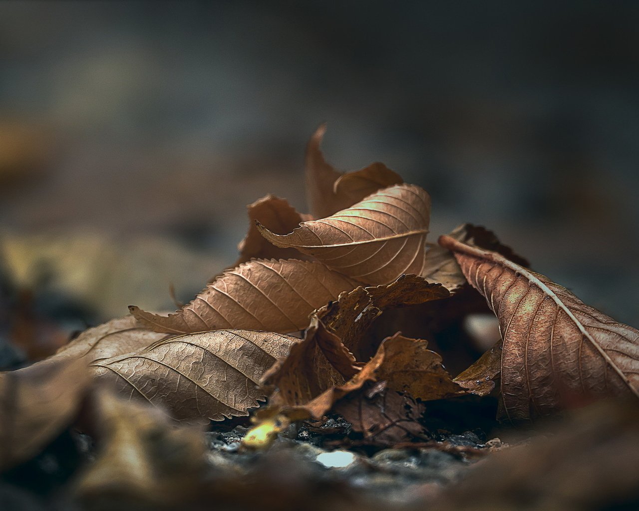 Обои природа, листья, макро, осень, nature, leaves, macro, autumn разрешение 2036x1091 Загрузить