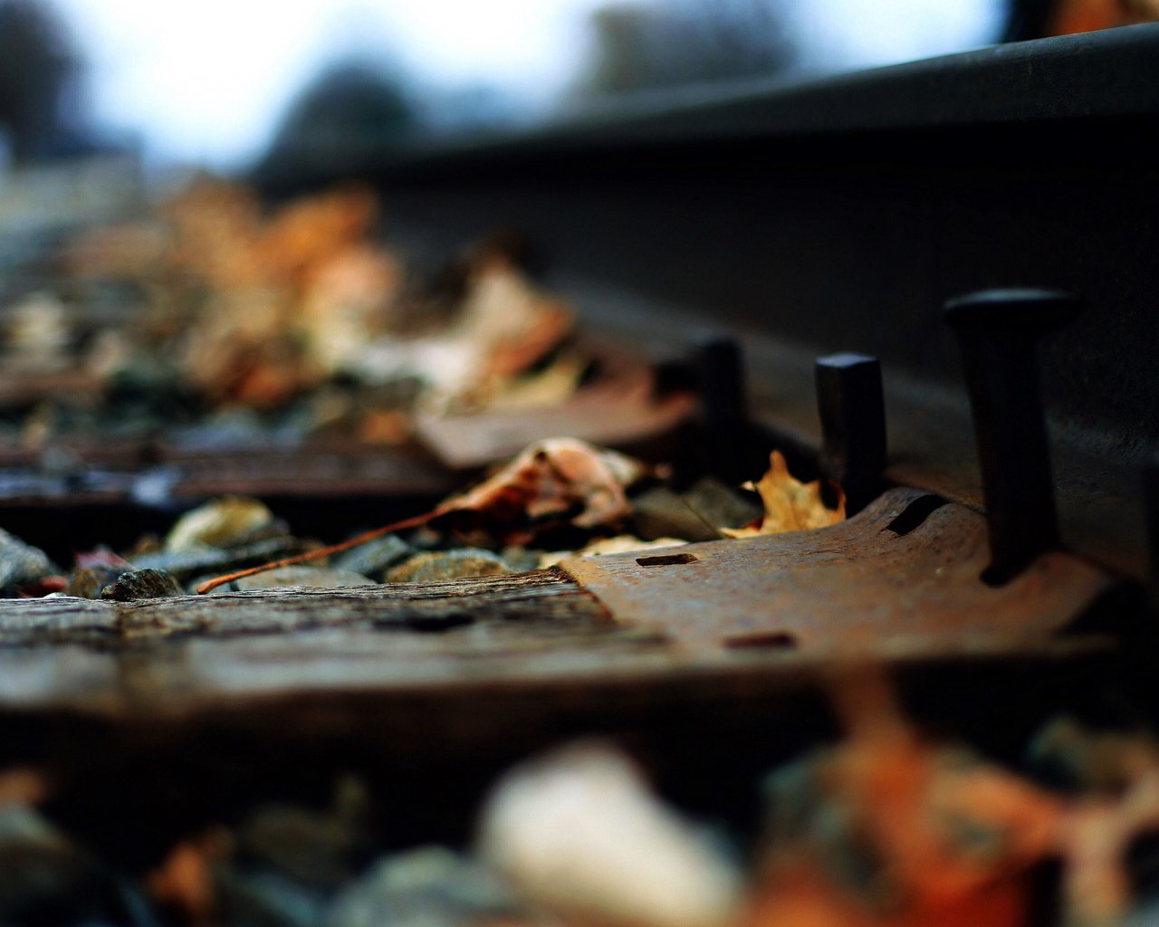 Обои железная дорога, рельсы, листья, макро, осень, railroad, rails, leaves, macro, autumn разрешение 2560x1706 Загрузить