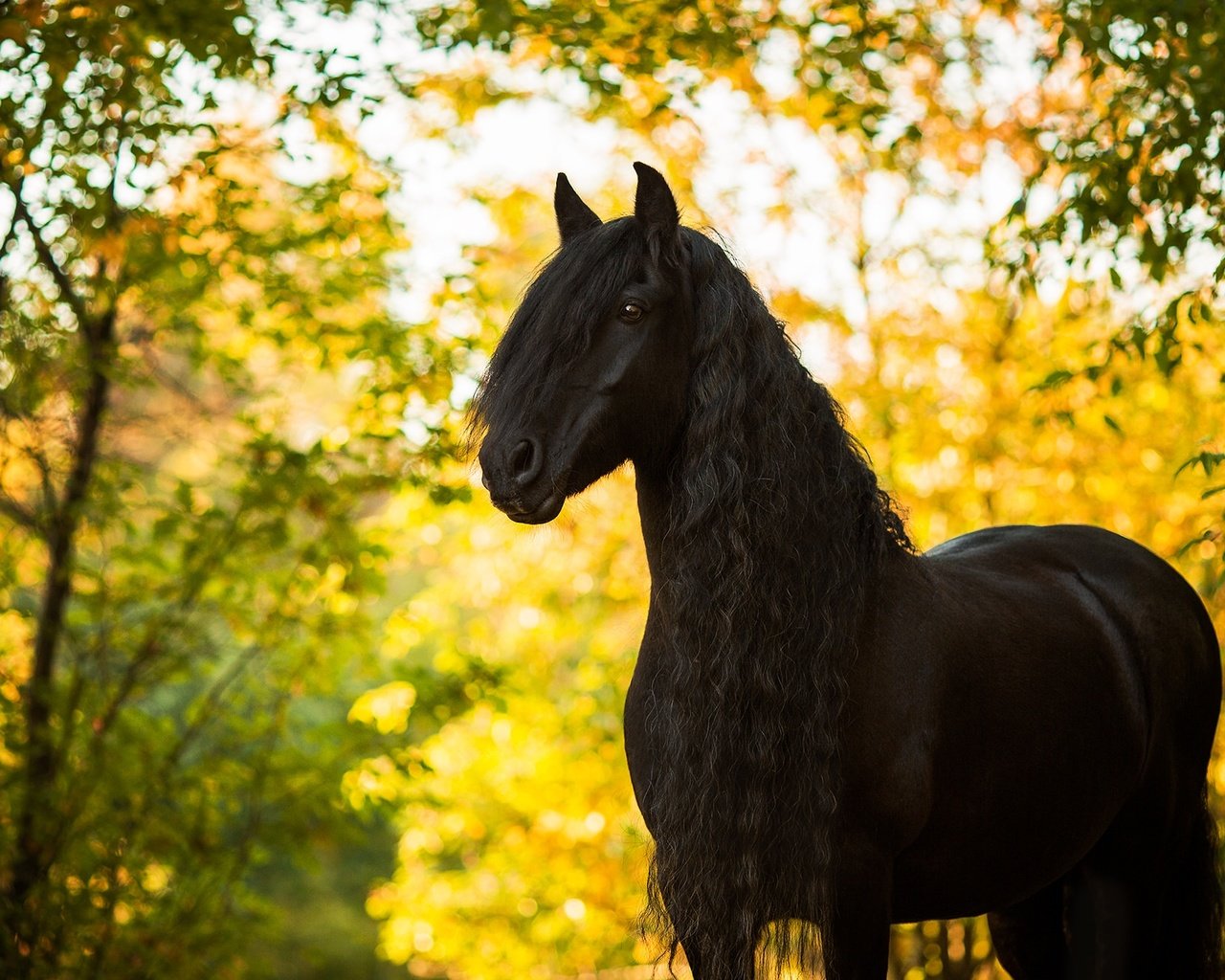 Обои лошадь, осень, конь, грива, жеребец, horse, autumn, mane, stallion разрешение 2048x1301 Загрузить