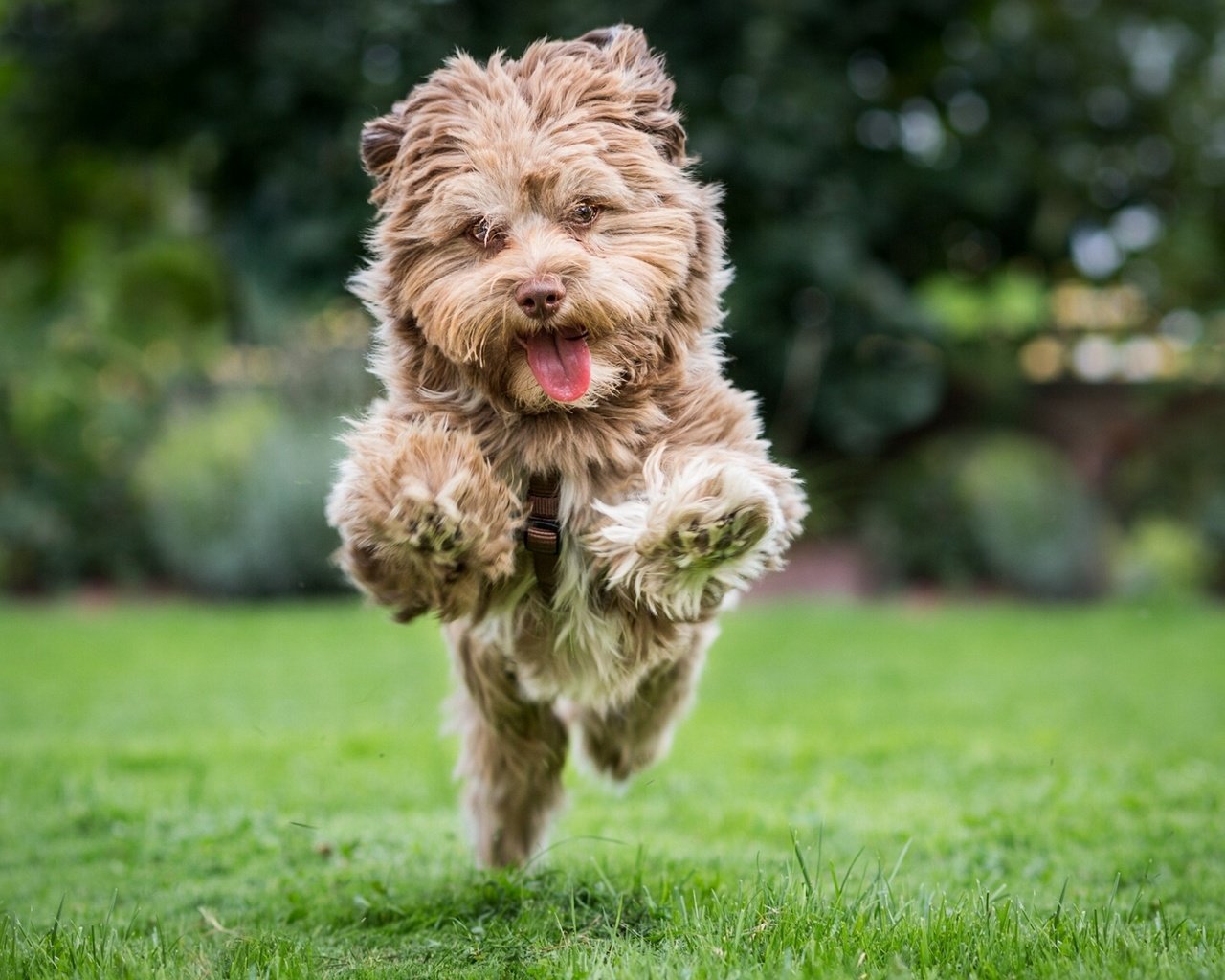 Обои настроение, собака, радость, прыжок, бег, лужайка, терьер, mood, dog, joy, jump, running, lawn, terrier разрешение 1920x1236 Загрузить