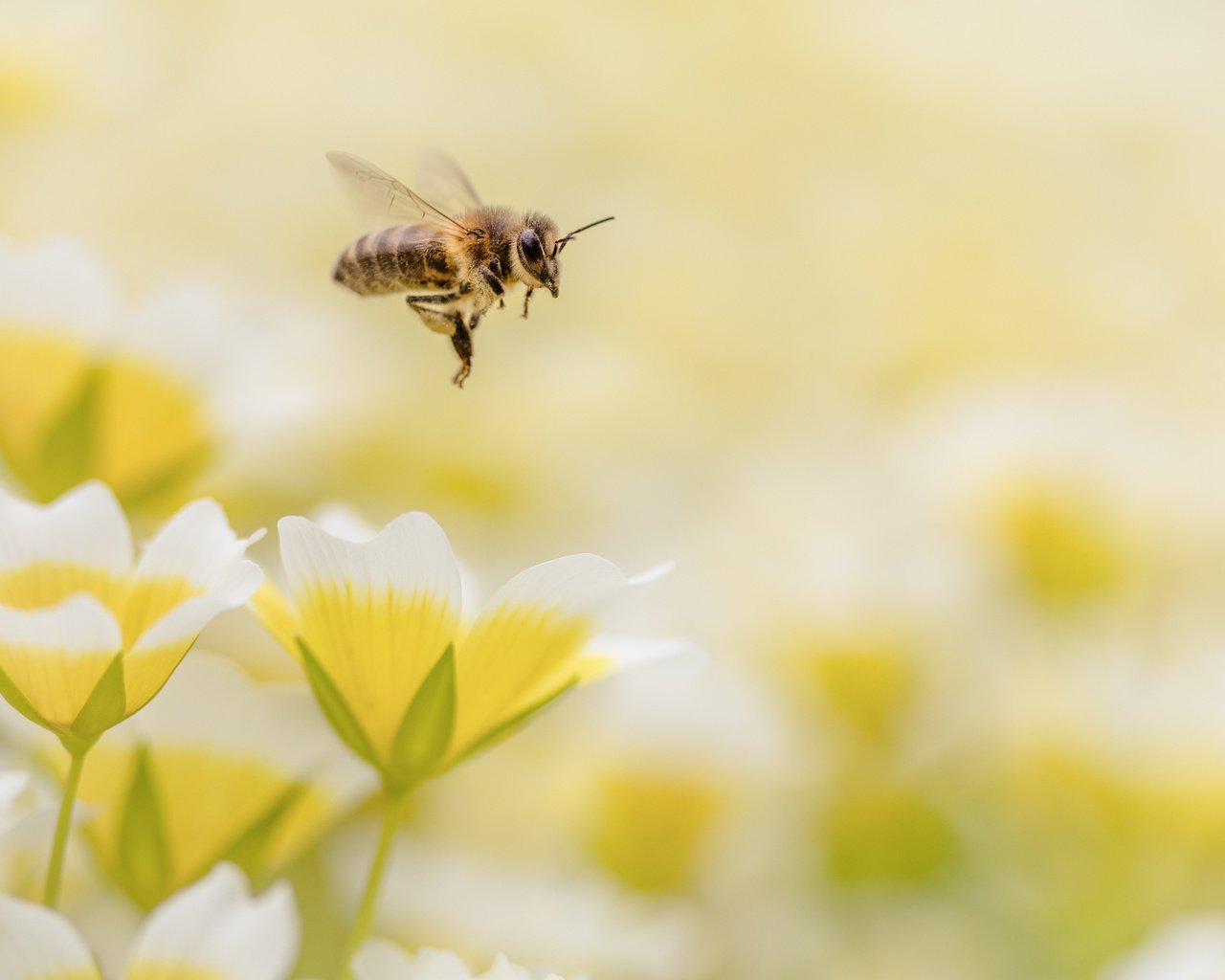 Обои цветы, макро, насекомое, пчела, flowers, macro, insect, bee разрешение 4150x2767 Загрузить