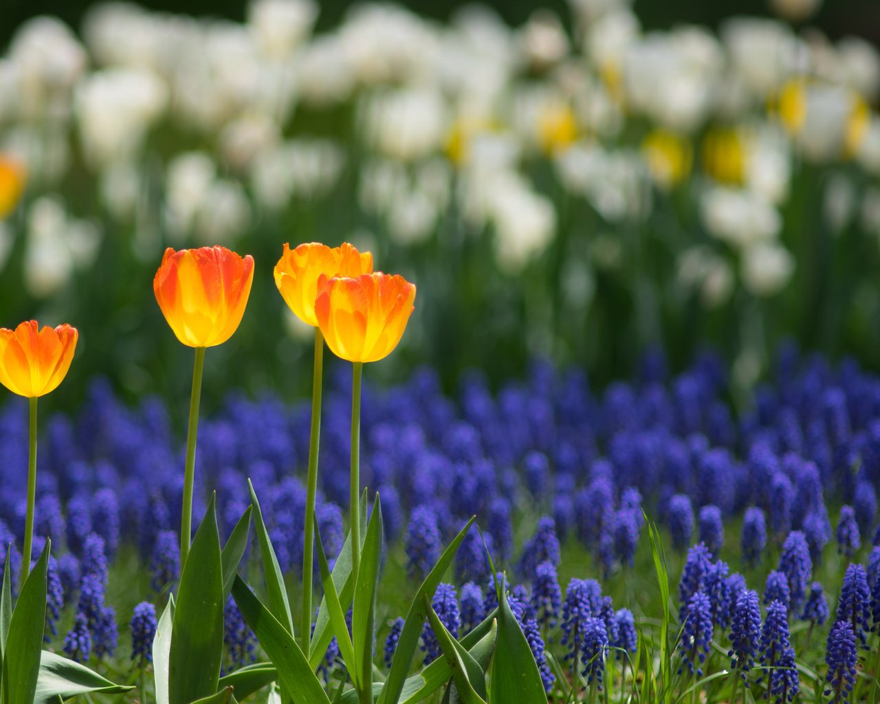 Обои природа, поле, лепестки, сад, весна, тюльпаны, плантация, nature, field, petals, garden, spring, tulips, plantation разрешение 2048x1362 Загрузить
