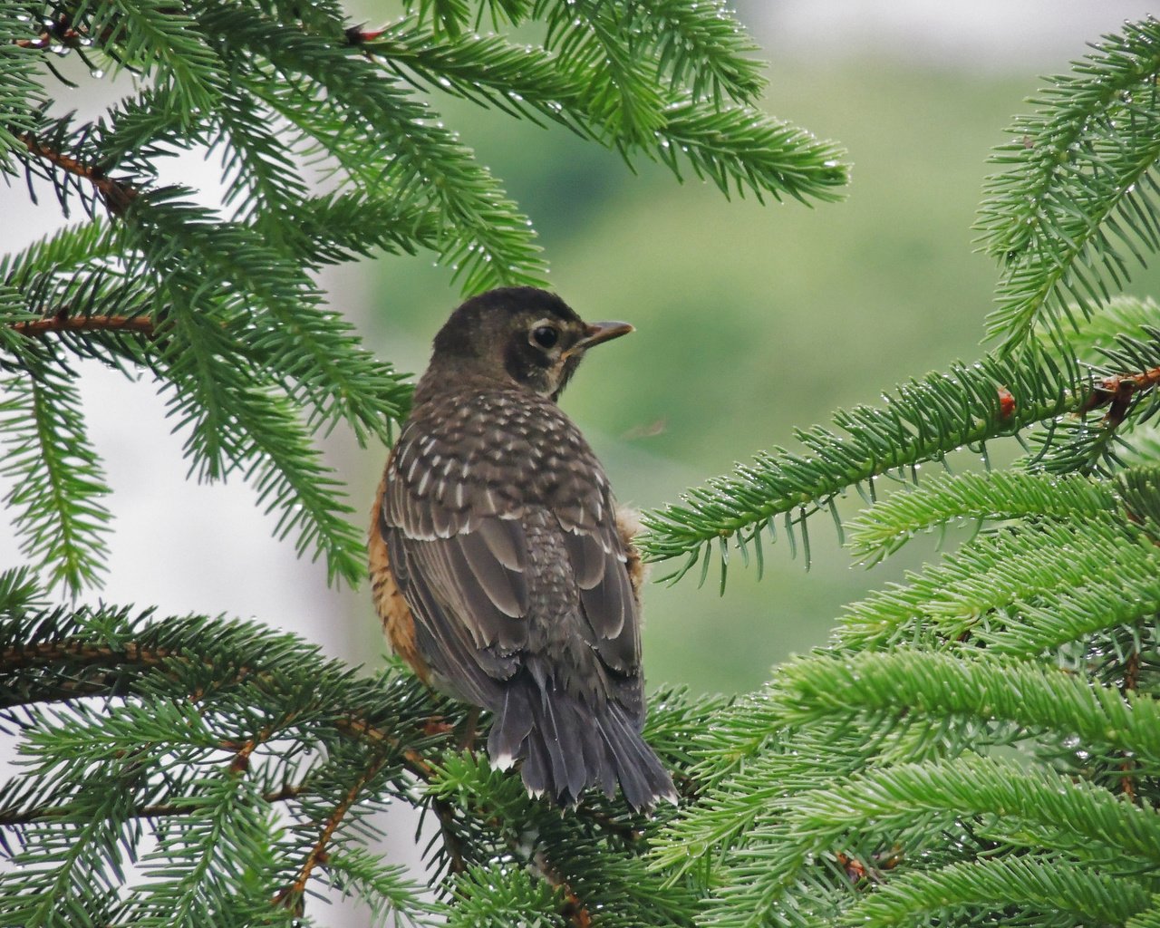 Обои природа, ветки, птица, клюв, ель, еловая ветка, nature, branches, bird, beak, spruce, spruce branch разрешение 2048x1536 Загрузить