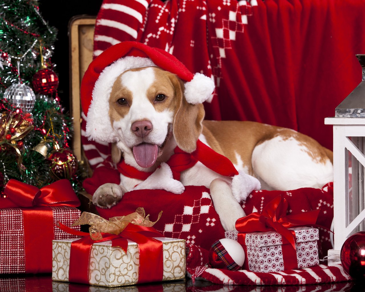 Обои новый год, бигль, елка, подарки, собака, шарики, фонарь, плед, колпак, new year, beagle, tree, gifts, dog, balls, lantern, plaid, cap разрешение 5064x3504 Загрузить