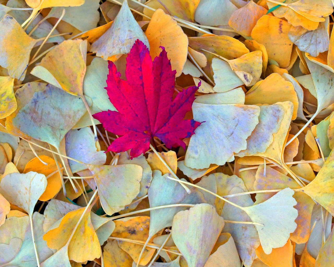 Обои природа, листья, осень, nature, leaves, autumn разрешение 2048x1368 Загрузить