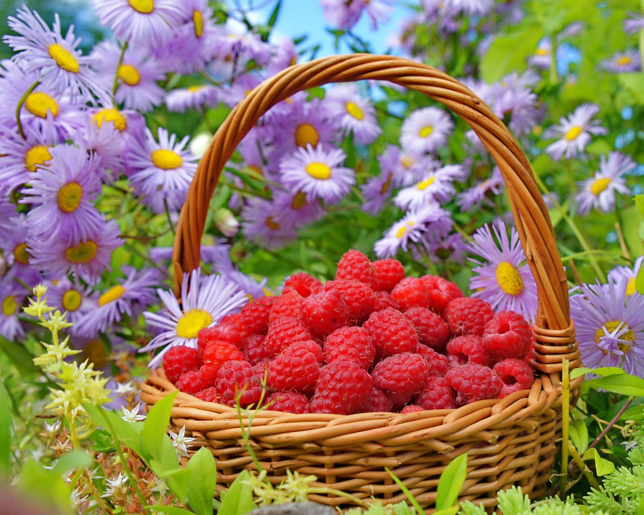 Обои цветы, природа, малина, лето, ягода, корзина, flowers, nature, raspberry, summer, berry, basket разрешение 3250x2358 Загрузить