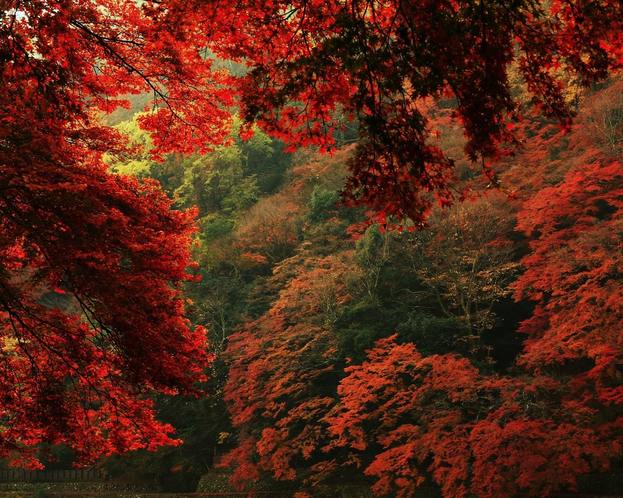 Обои деревья, природа, листья, вид, осень, trees, nature, leaves, view, autumn разрешение 2880x1629 Загрузить