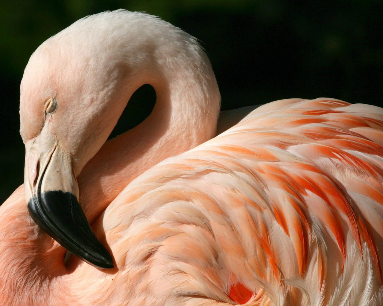 Обои фламинго, птица, клюв, перья, flamingo, bird, beak, feathers разрешение 1920x1178 Загрузить