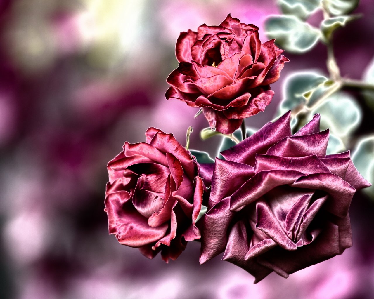 Обои цветы, фон, розы, flowers, background, roses разрешение 2560x1681 Загрузить