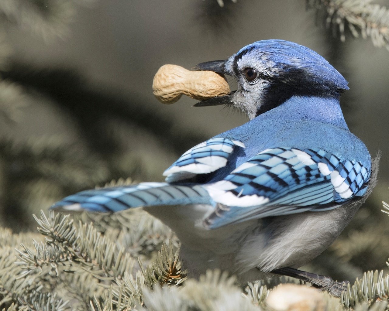 Blue jay