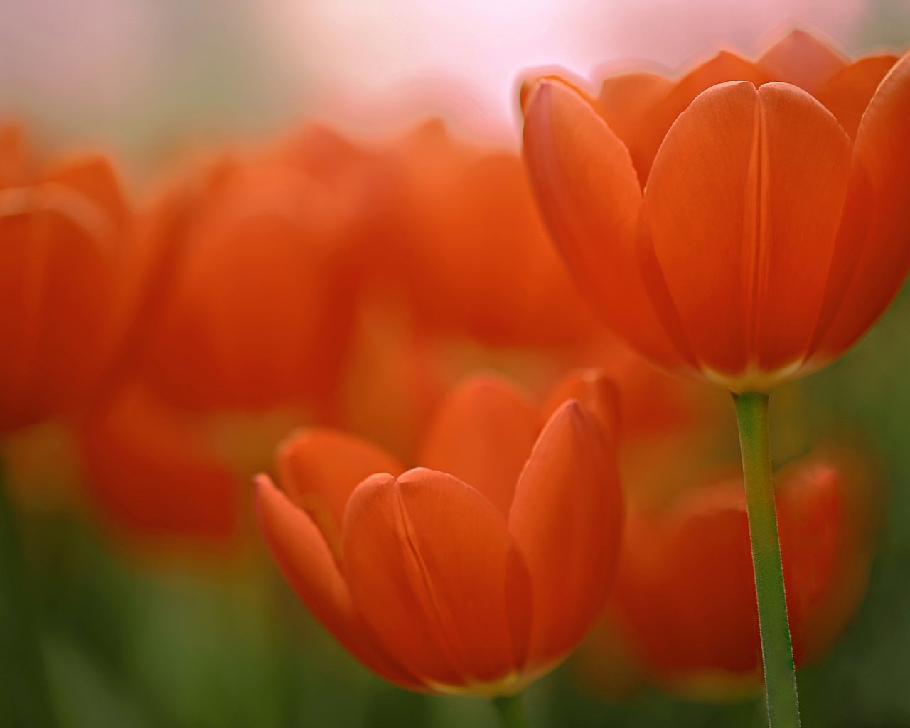 Обои макро, тюльпаны, боке, macro, tulips, bokeh разрешение 2048x1365 Загрузить