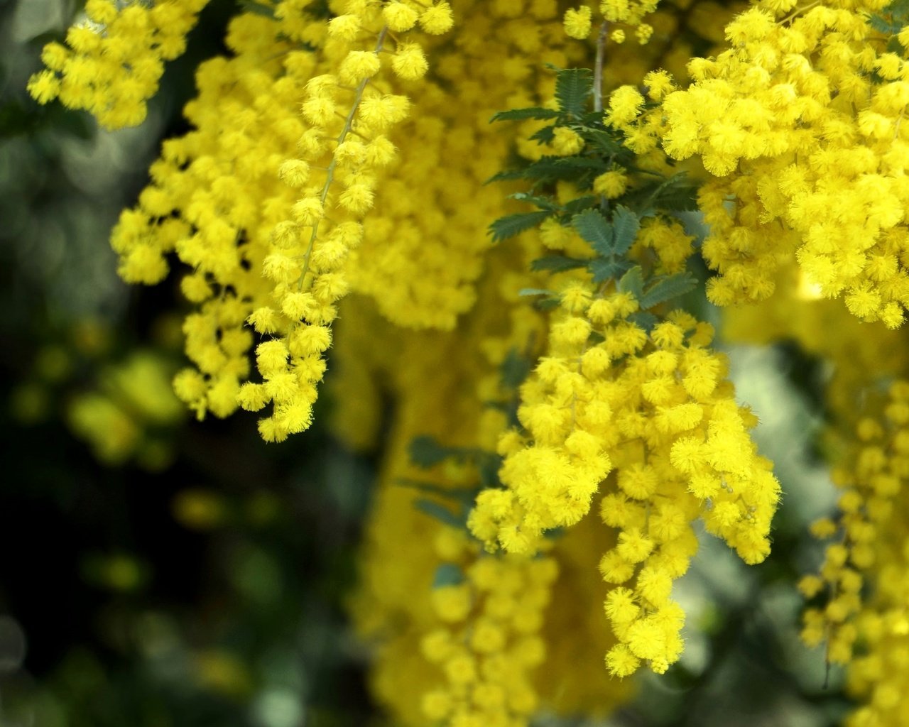 Обои желтый, макро, пушистый, весна, мимоза, yellow, macro, fluffy, spring, mimosa разрешение 2048x1361 Загрузить