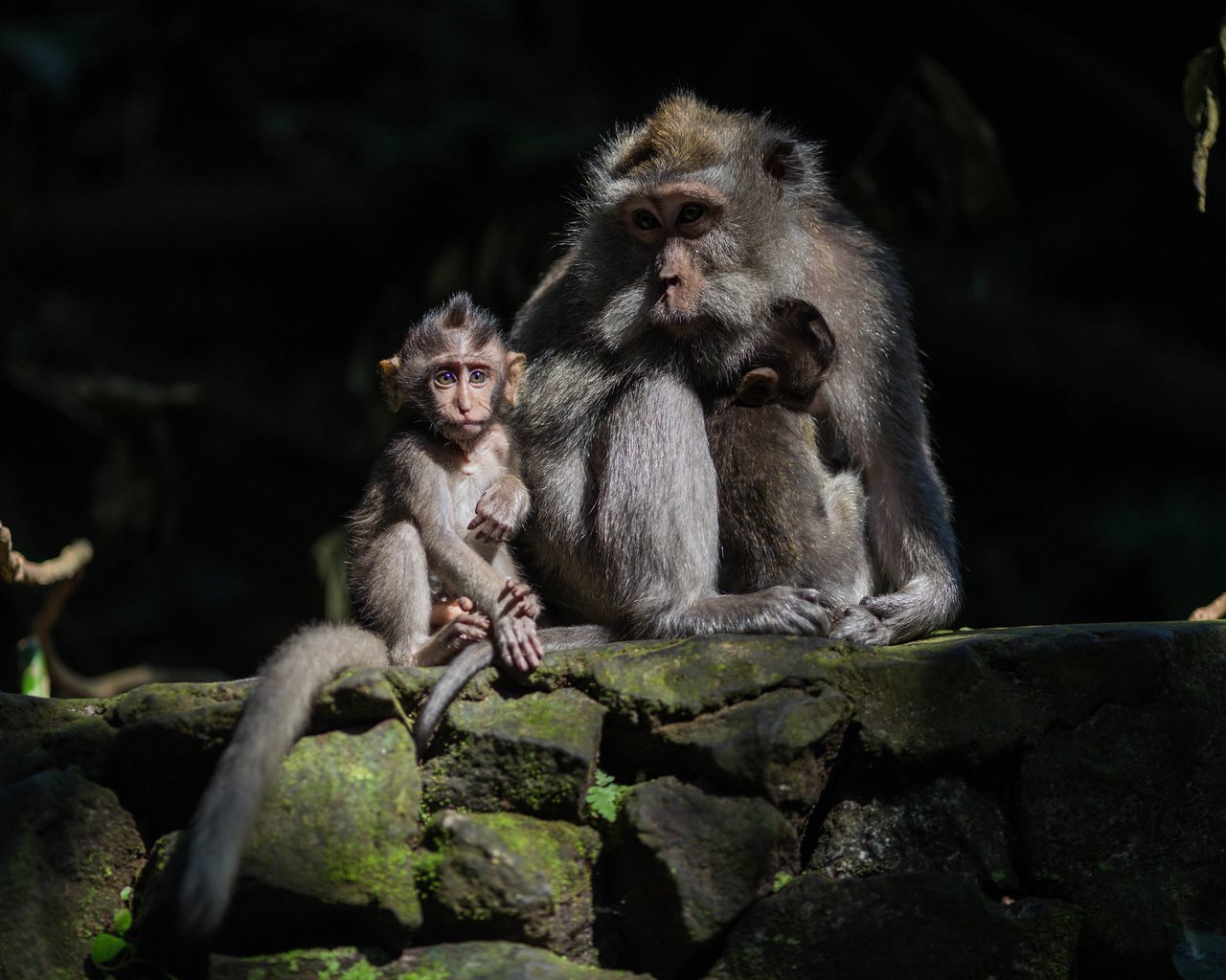 Обои мама, малыш, обезьяны, mom, baby, monkey разрешение 2048x1365 Загрузить