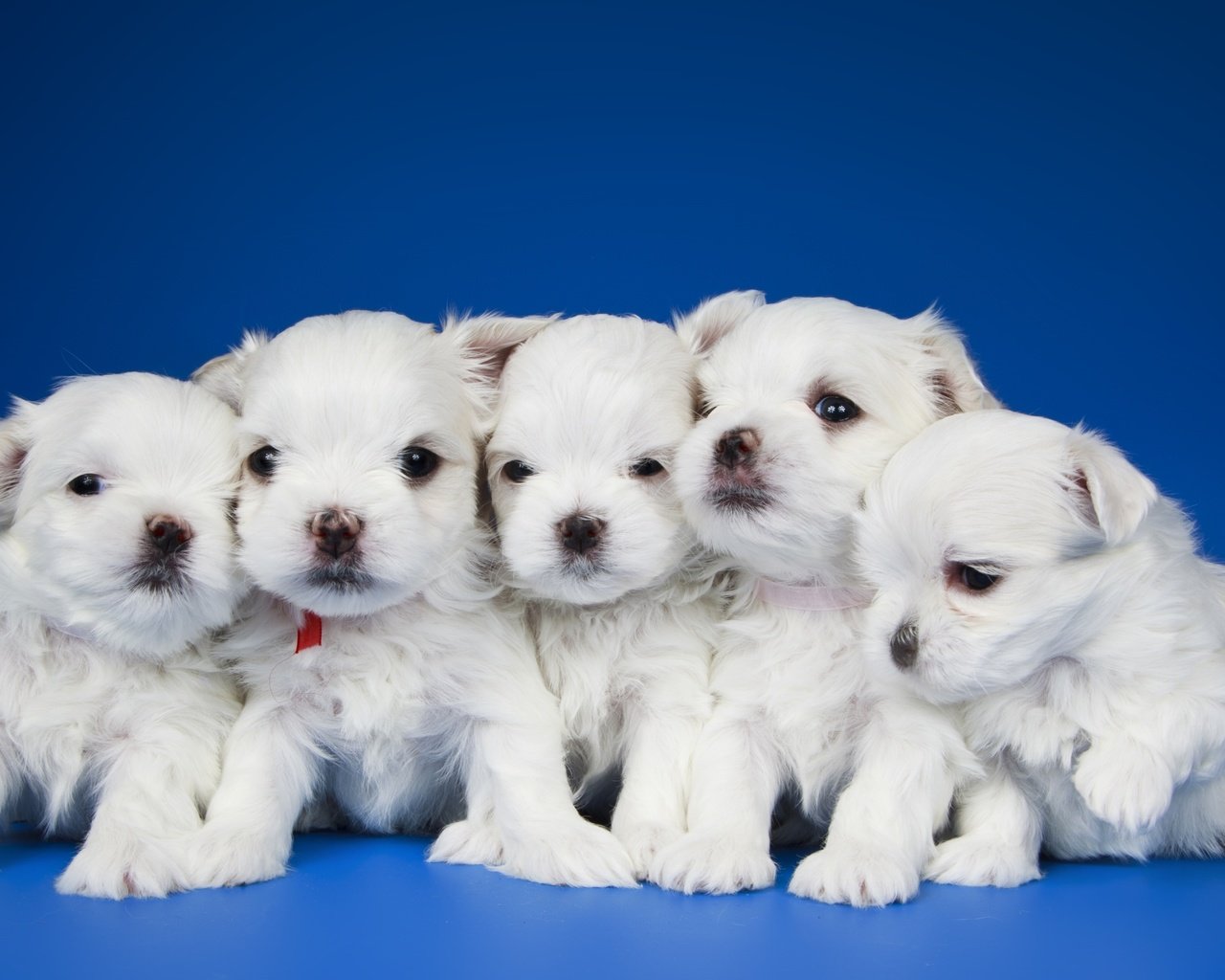 Обои щенки, малыши, квинтет, puppies, kids, quintet разрешение 3400x2030 Загрузить