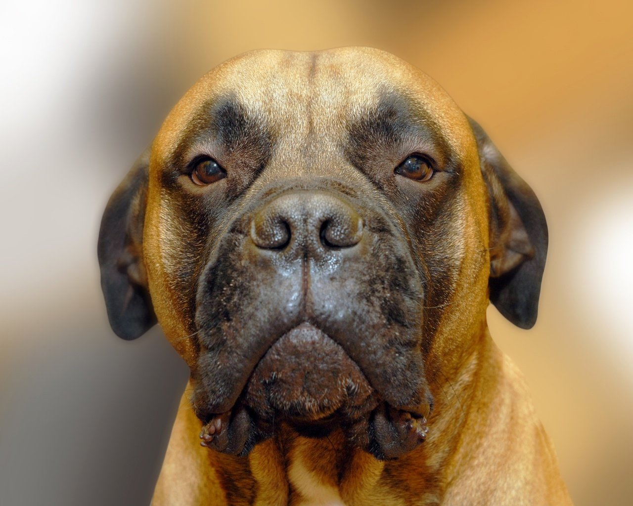 Обои портрет, собака, бульмастиф, portrait, dog, bullmastiff разрешение 2593x1729 Загрузить