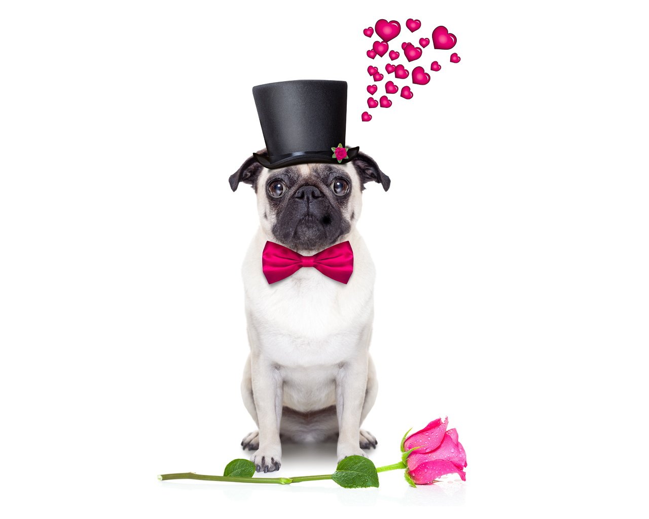 Обои розы, собака, сердце, шляпа, мопс, roses, dog, heart, hat, pug разрешение 6000x4000 Загрузить