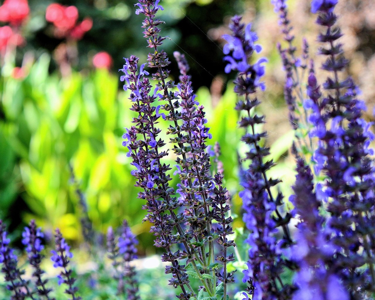 Обои цветы, лаванда, сад, синие, flowers, lavender, garden, blue разрешение 1920x1276 Загрузить