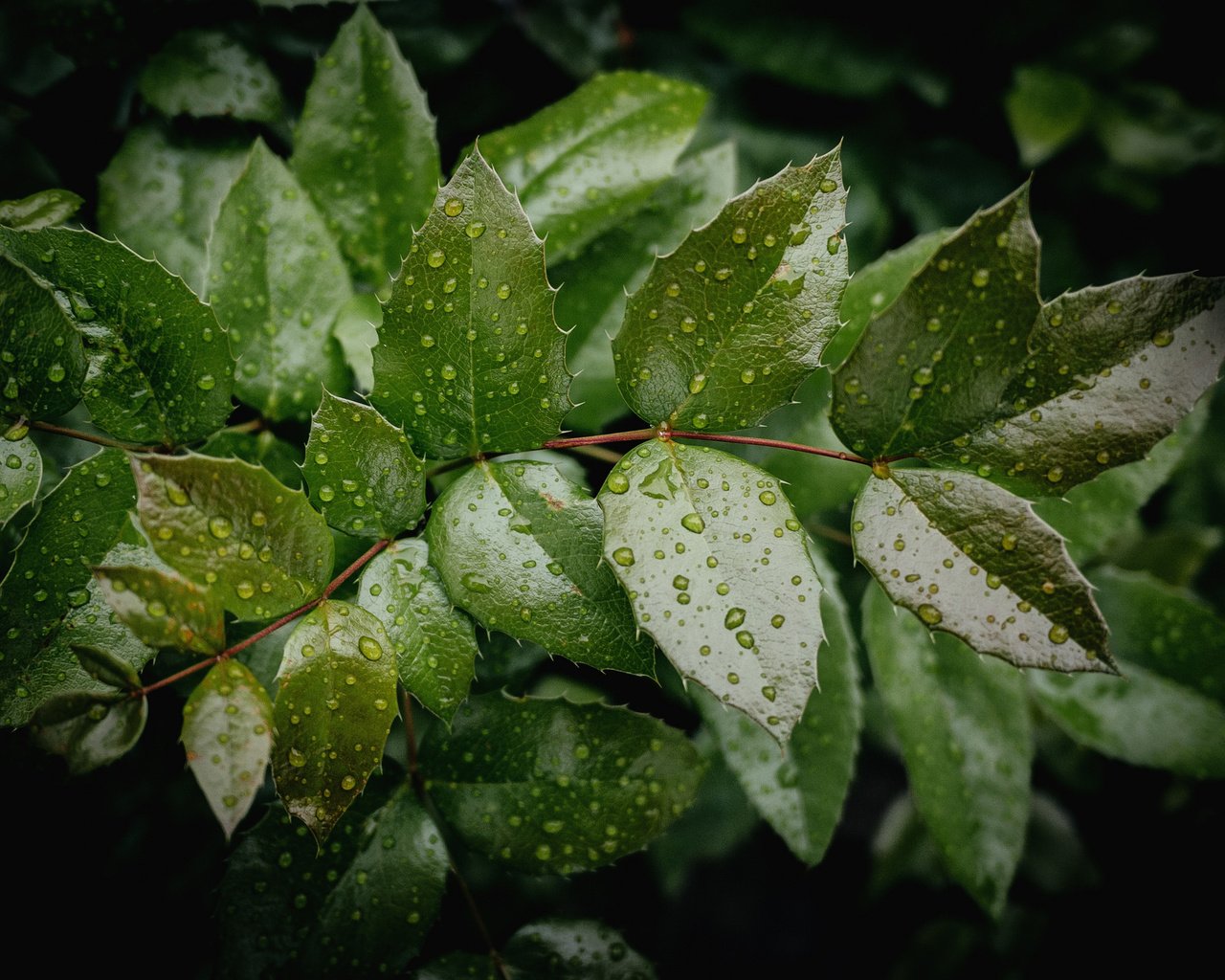 Обои вода, дерево, листья, ветки, капли, зеленые, water, tree, leaves, branches, drops, green разрешение 2048x1368 Загрузить