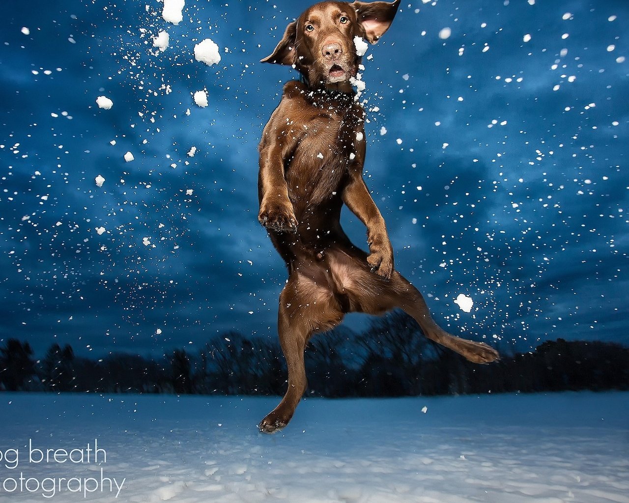 Обои фото, собака, прыгает, лобрадор, photo, dog, jumping, labrador разрешение 2560x1600 Загрузить